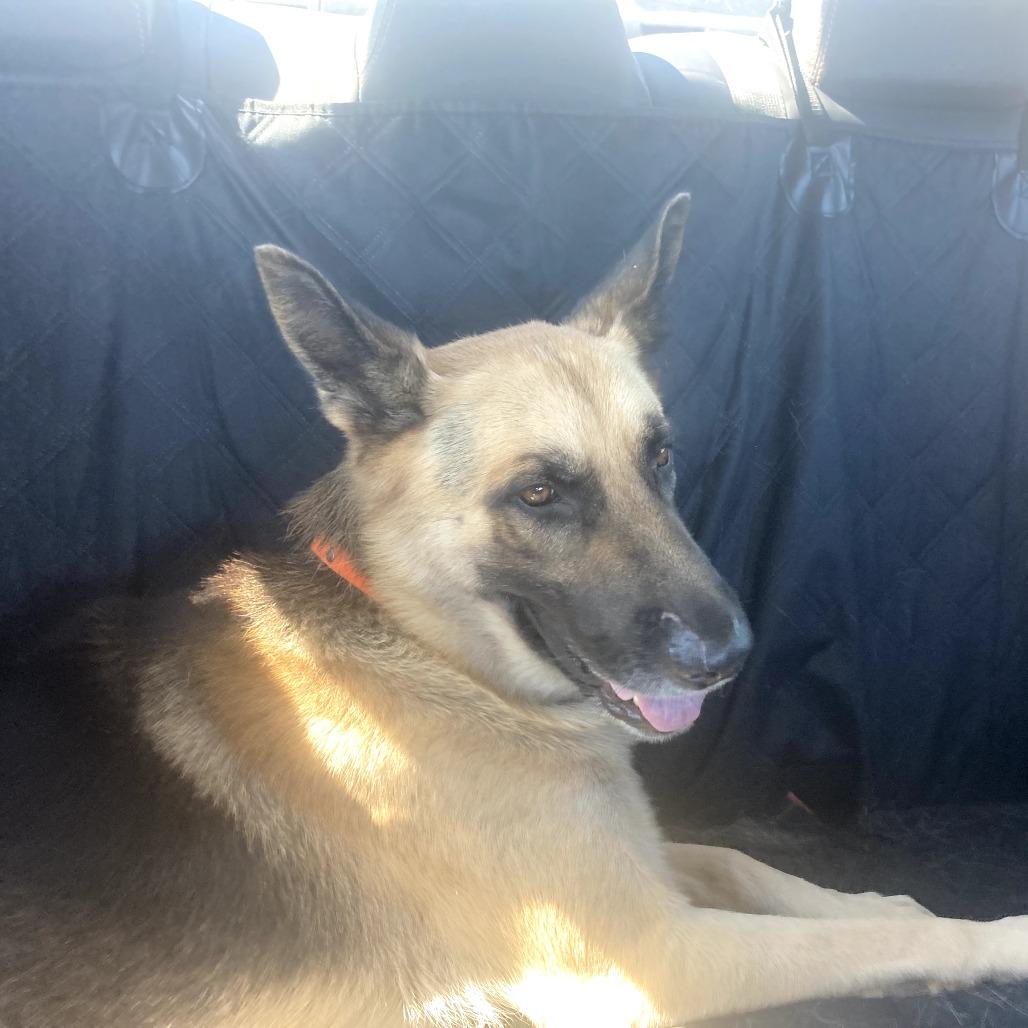 Enlarge Brutus, a Adoptable German Shepherd Dog in Tulsa, OK image 1/2