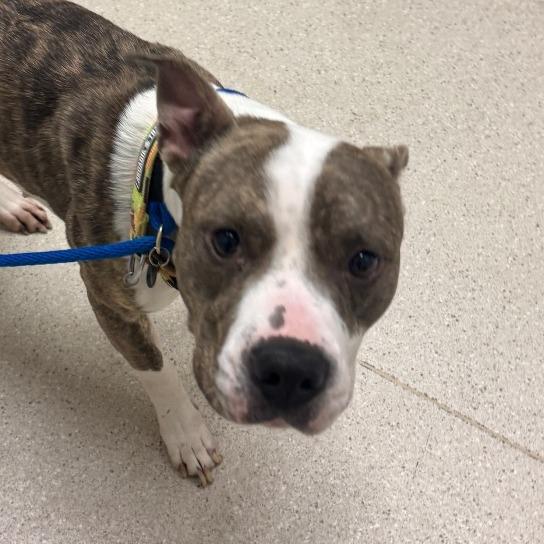 Coconut, Adoptable, Adult Female Pit Bull Terrier.