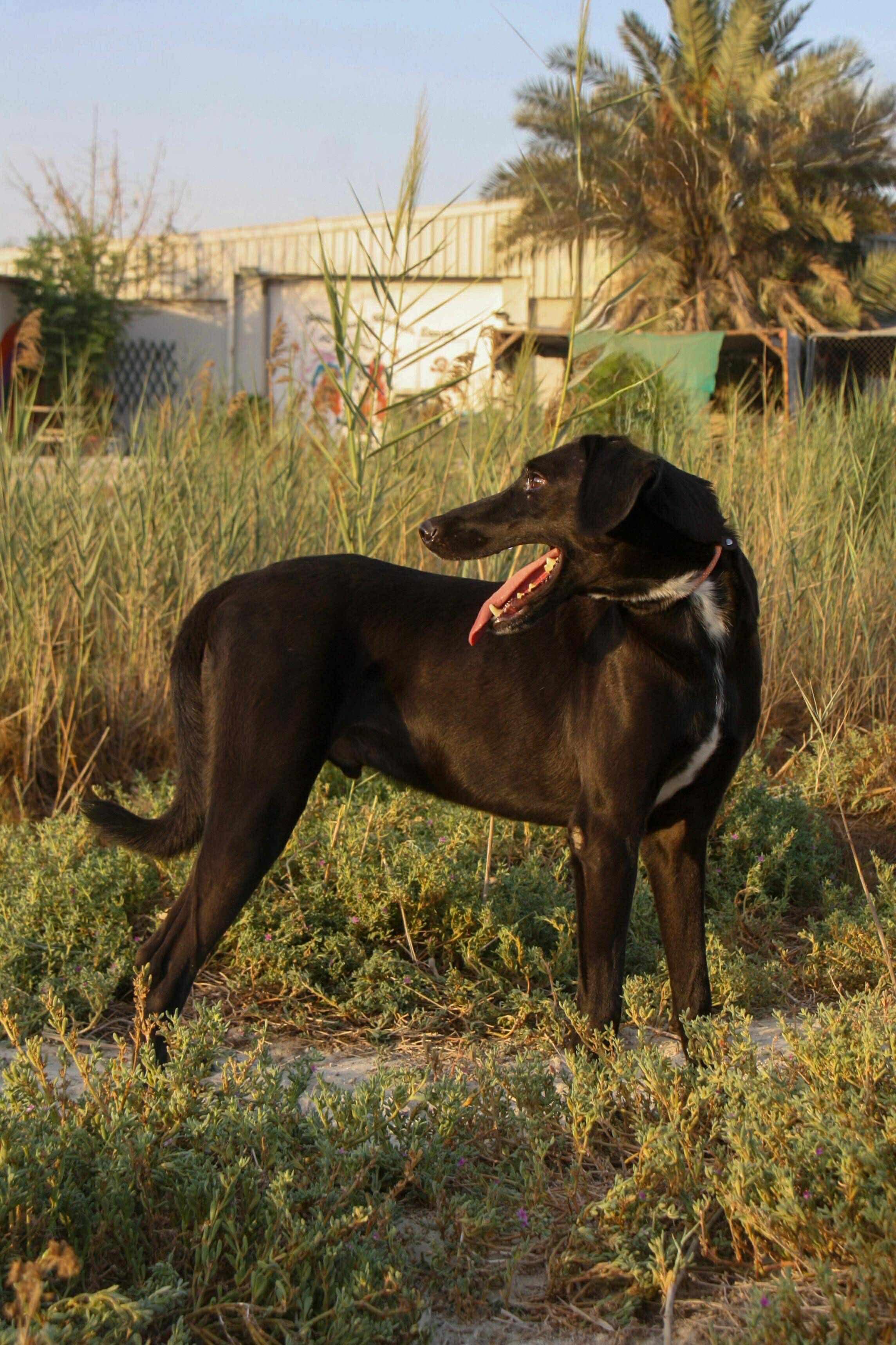 Gerald, an adoptable Saluki, Labrador Retriever in Leesburg, VA, 20175 | Photo Image 1