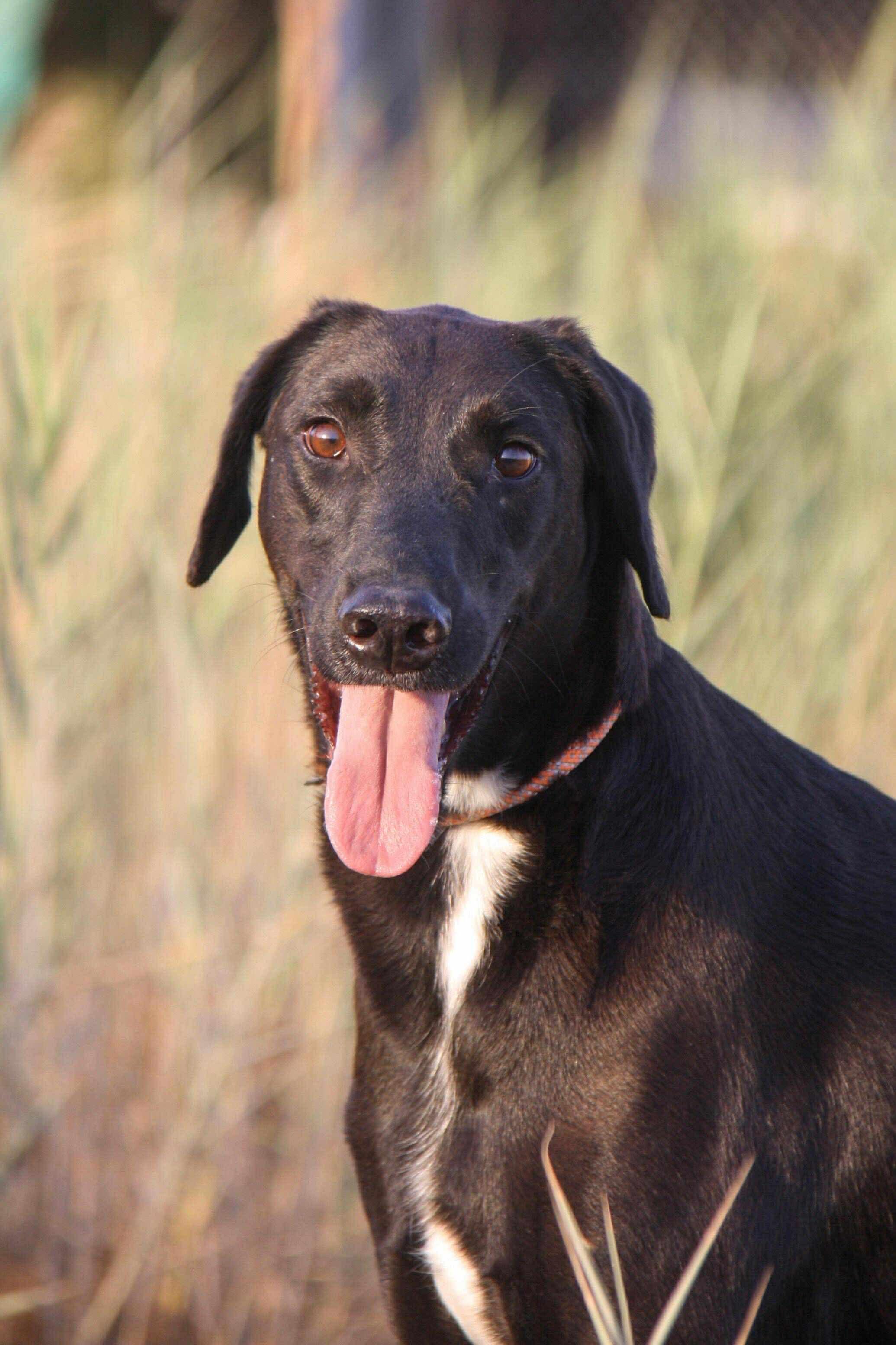 Gerald, an adoptable Saluki, Labrador Retriever in Leesburg, VA, 20175 | Photo Image 2