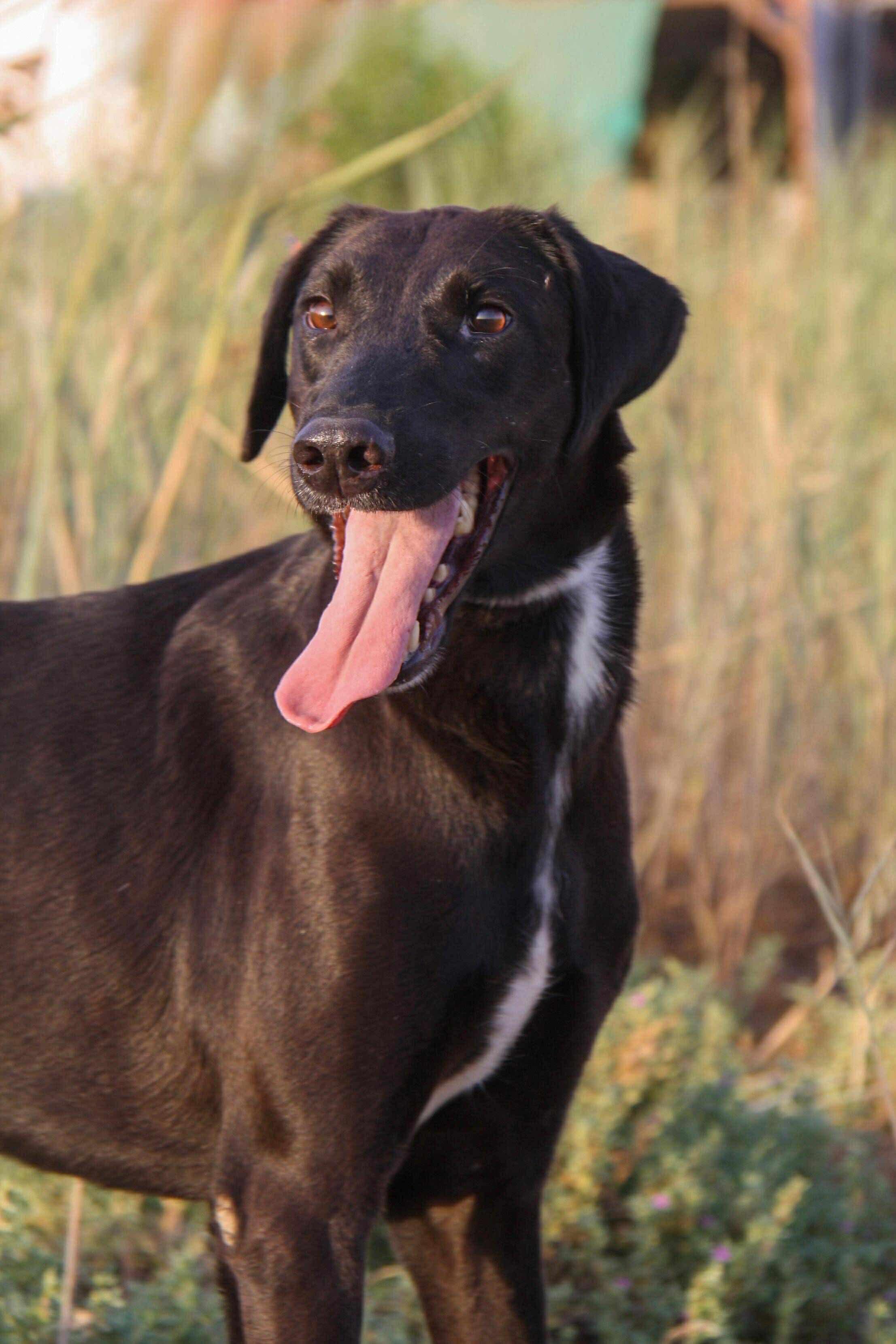 Gerald, an adoptable Saluki, Labrador Retriever in Leesburg, VA, 20175 | Photo Image 3