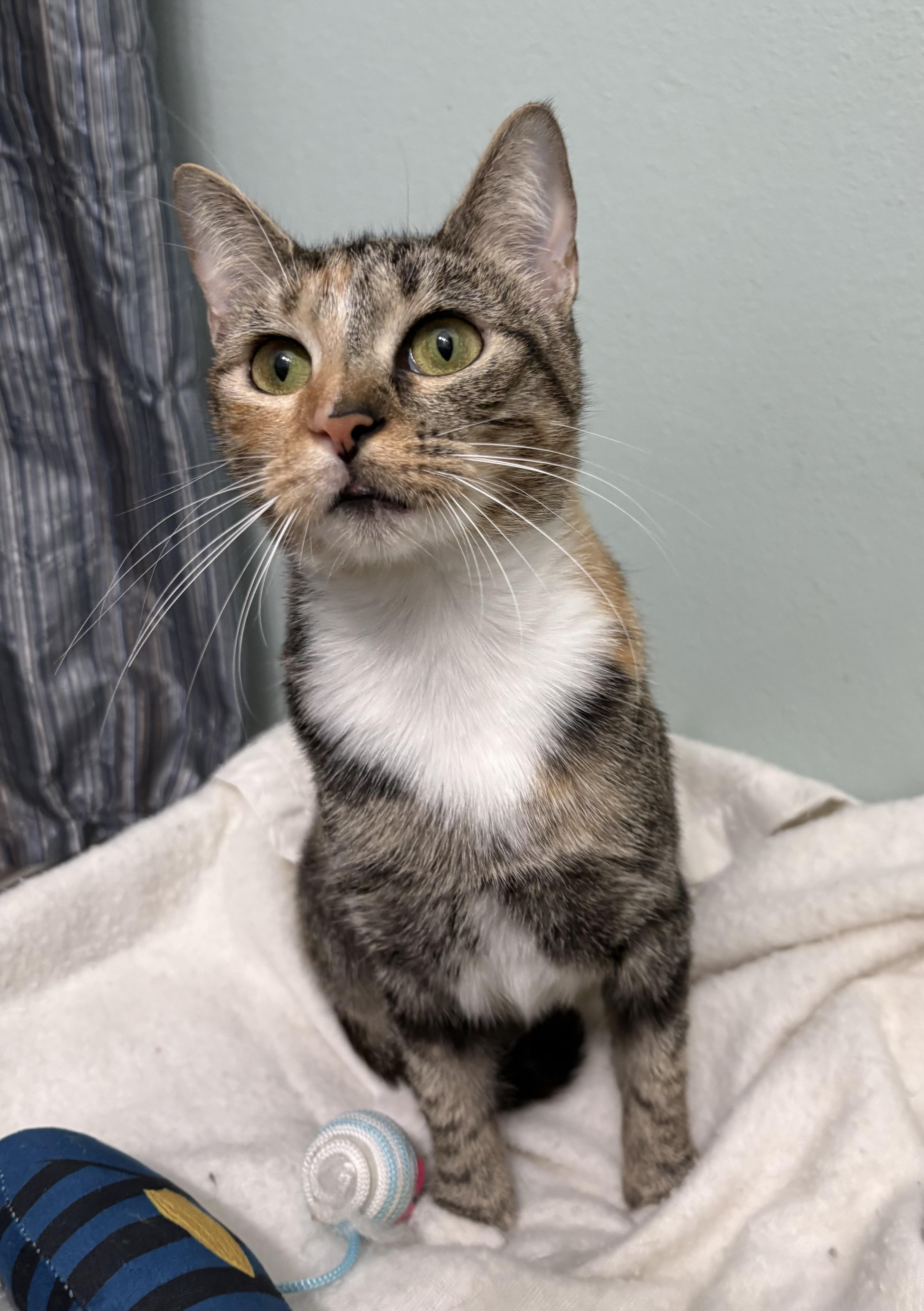Enlarge Patches, a Adoptable mixed breed in Brooksville, FL image 6/6