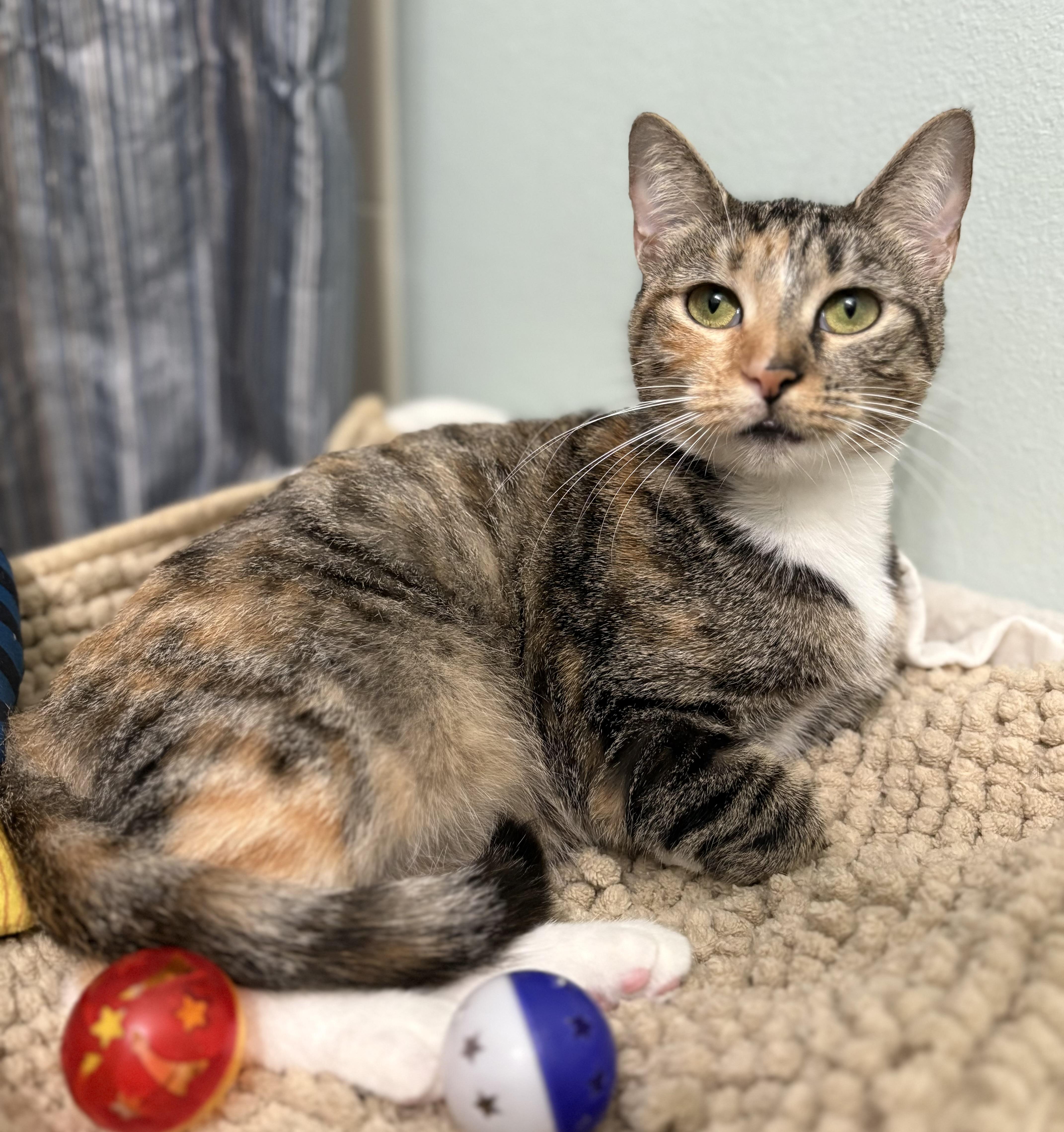 Enlarge Patches, a Adoptable mixed breed in Brooksville, FL image 2/6