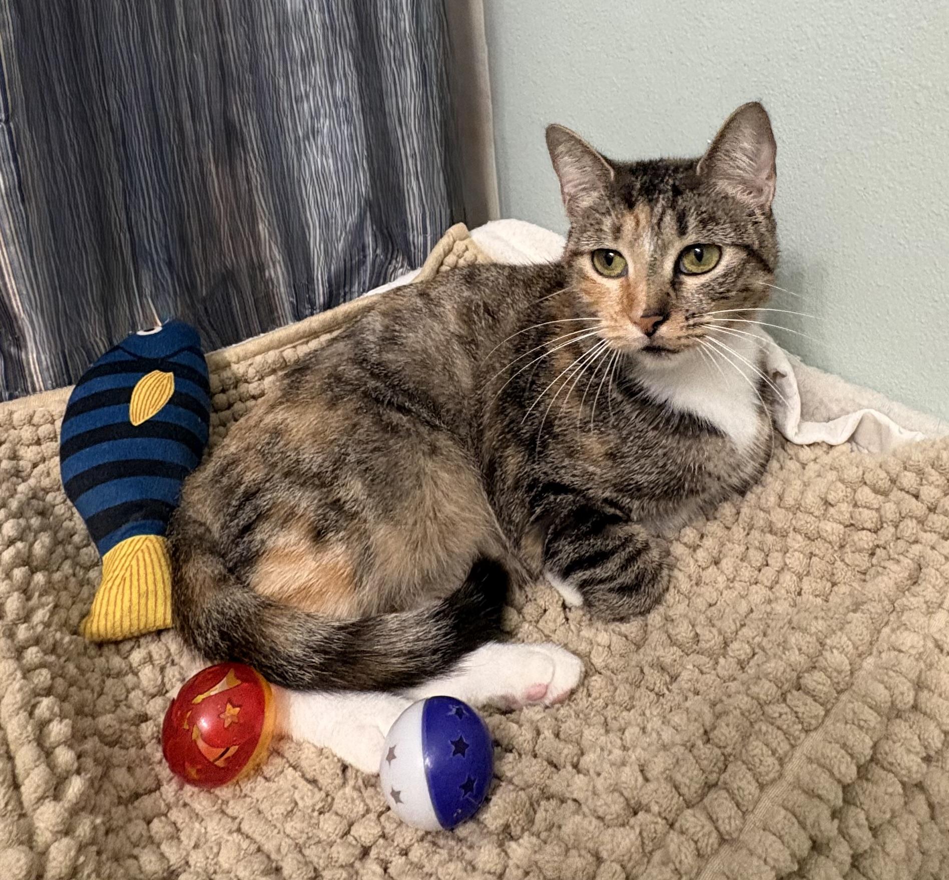 Enlarge Patches, a Adoptable mixed breed in Brooksville, FL image 5/6
