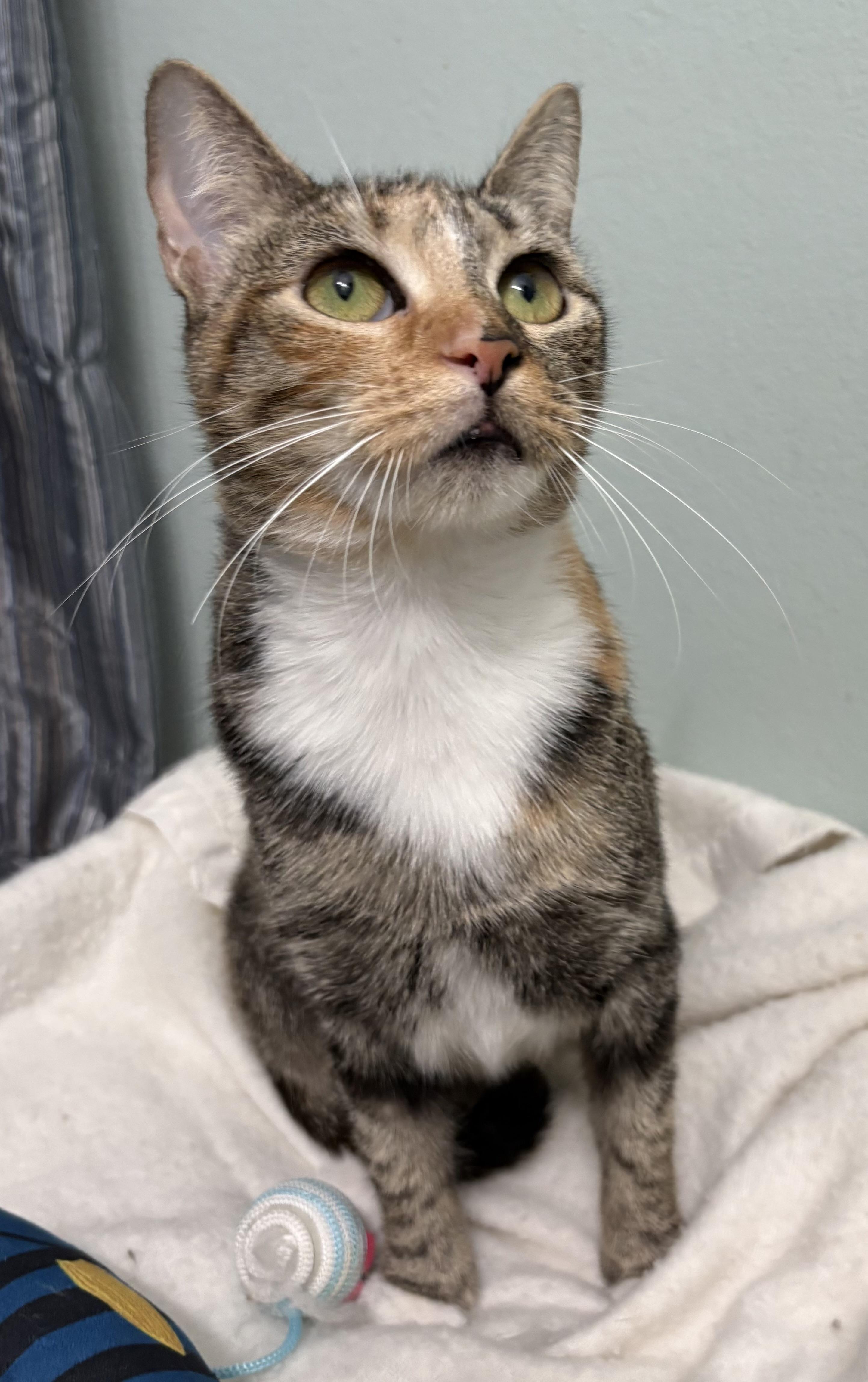 Patches, Adoptable, Young Female Dilute Calico & Domestic Short Hair.
