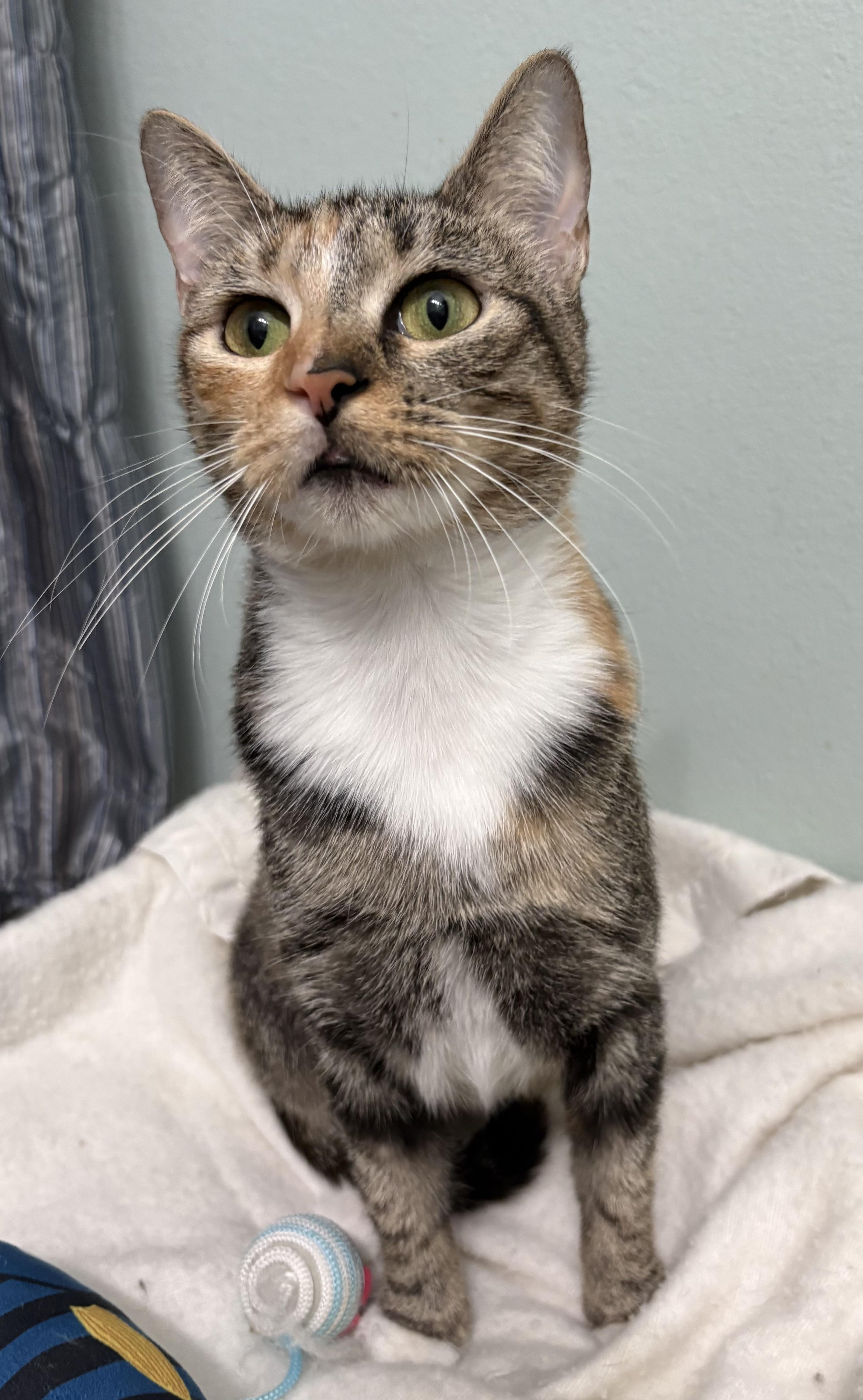Enlarge Patches, a Adoptable mixed breed in Brooksville, FL image 4/6