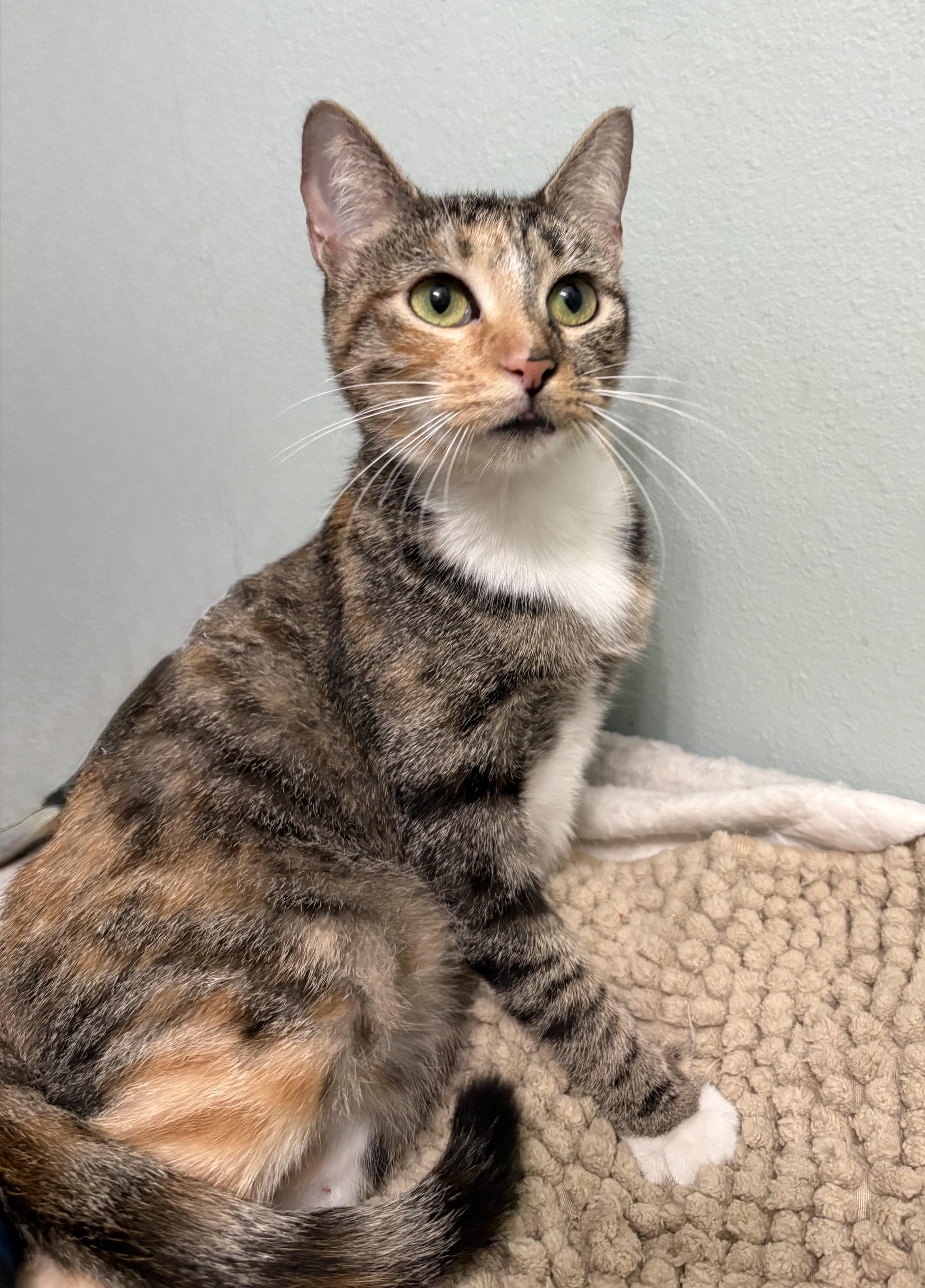 Enlarge Patches, a Adoptable mixed breed in Brooksville, FL image 3/6