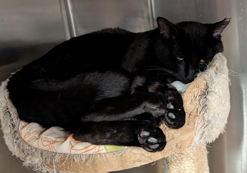 Enlarge Cartman, a Adoptable mixed breed in Tucson, AZ image 1/1