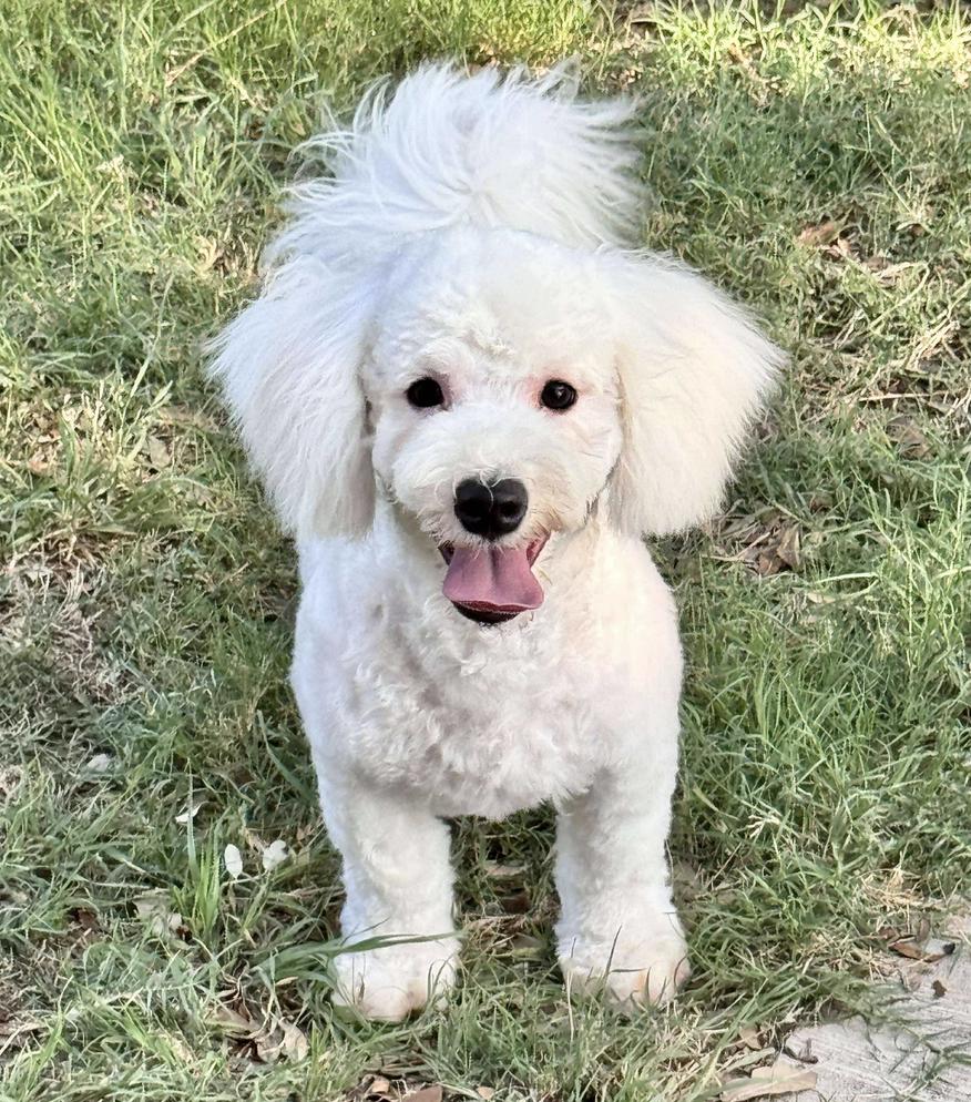 Tonka (TX), Baby Male unknown