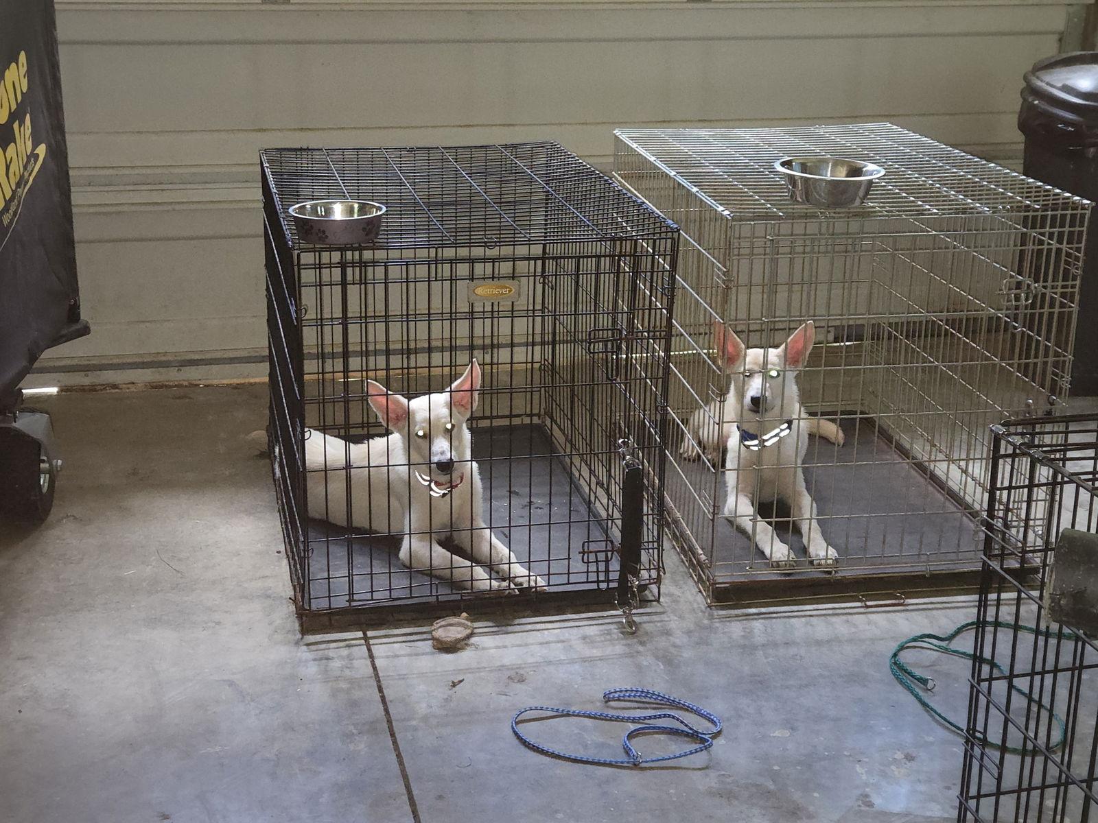 Sam 7261, Adoptable, Young Male German Shepherd Dog.