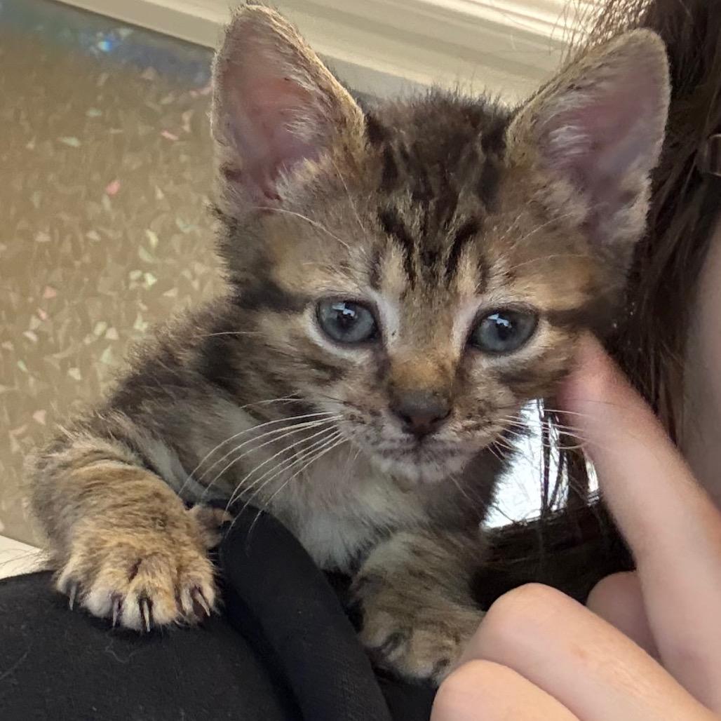 Enlarge Arches, a Adopted Domestic Short Hair in Enfield, NH image 1/3