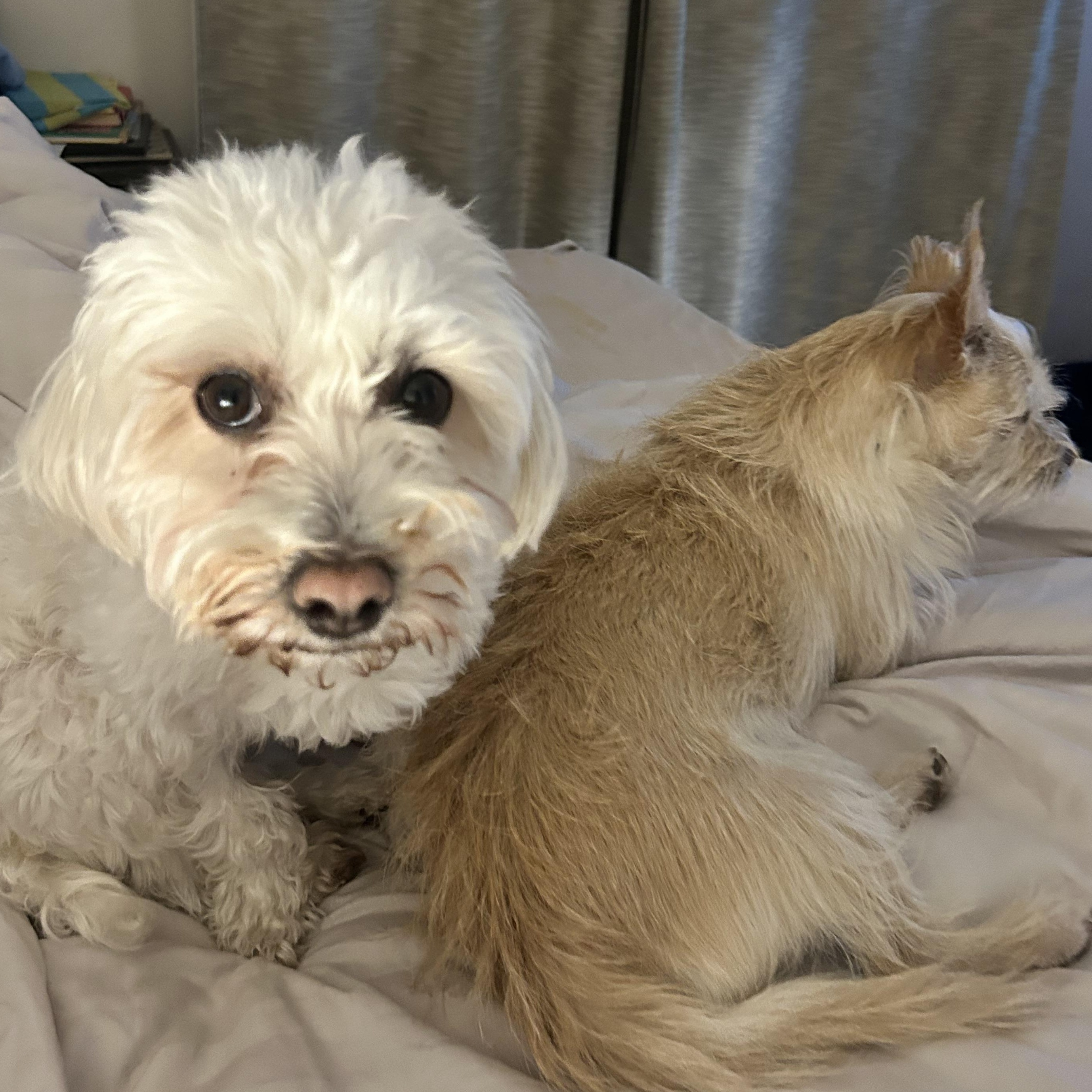 Enlarge BONNIE, a Adoptable mixed breed in Westmont, IL image 4/6