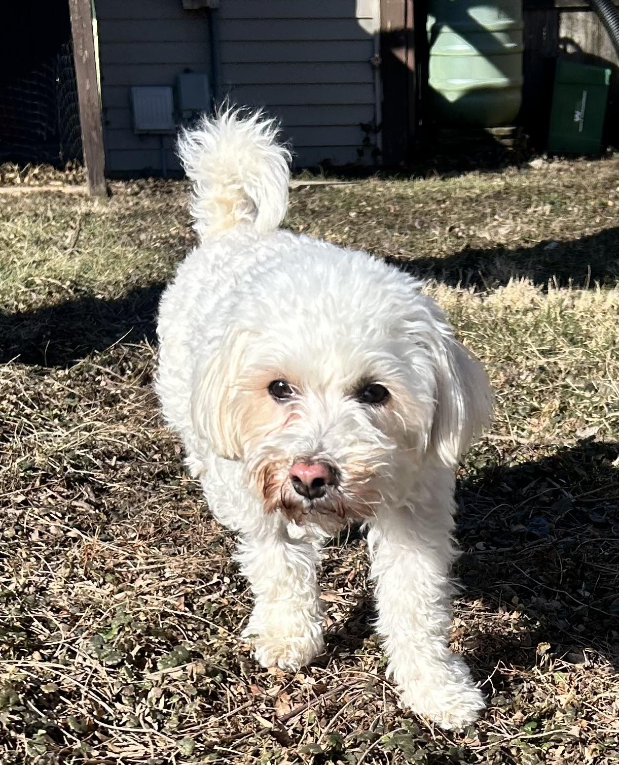 Enlarge BONNIE, a Adoptable mixed breed in Westmont, IL image 5/6
