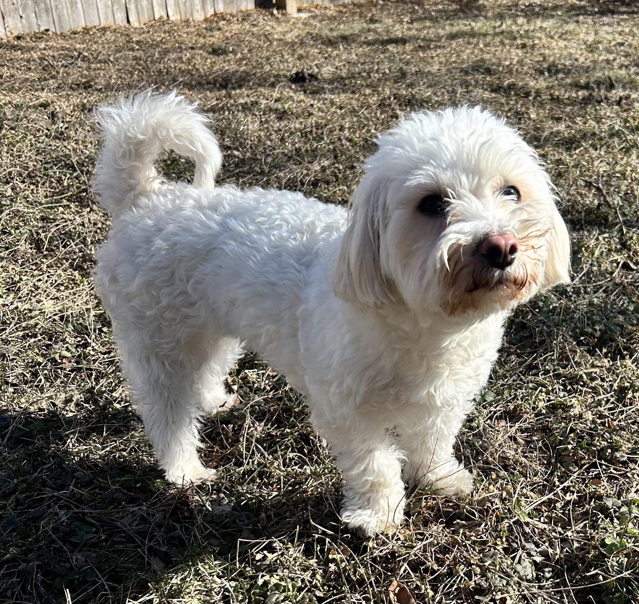 Enlarge BONNIE, a Adoptable mixed breed in Westmont, IL image 2/6