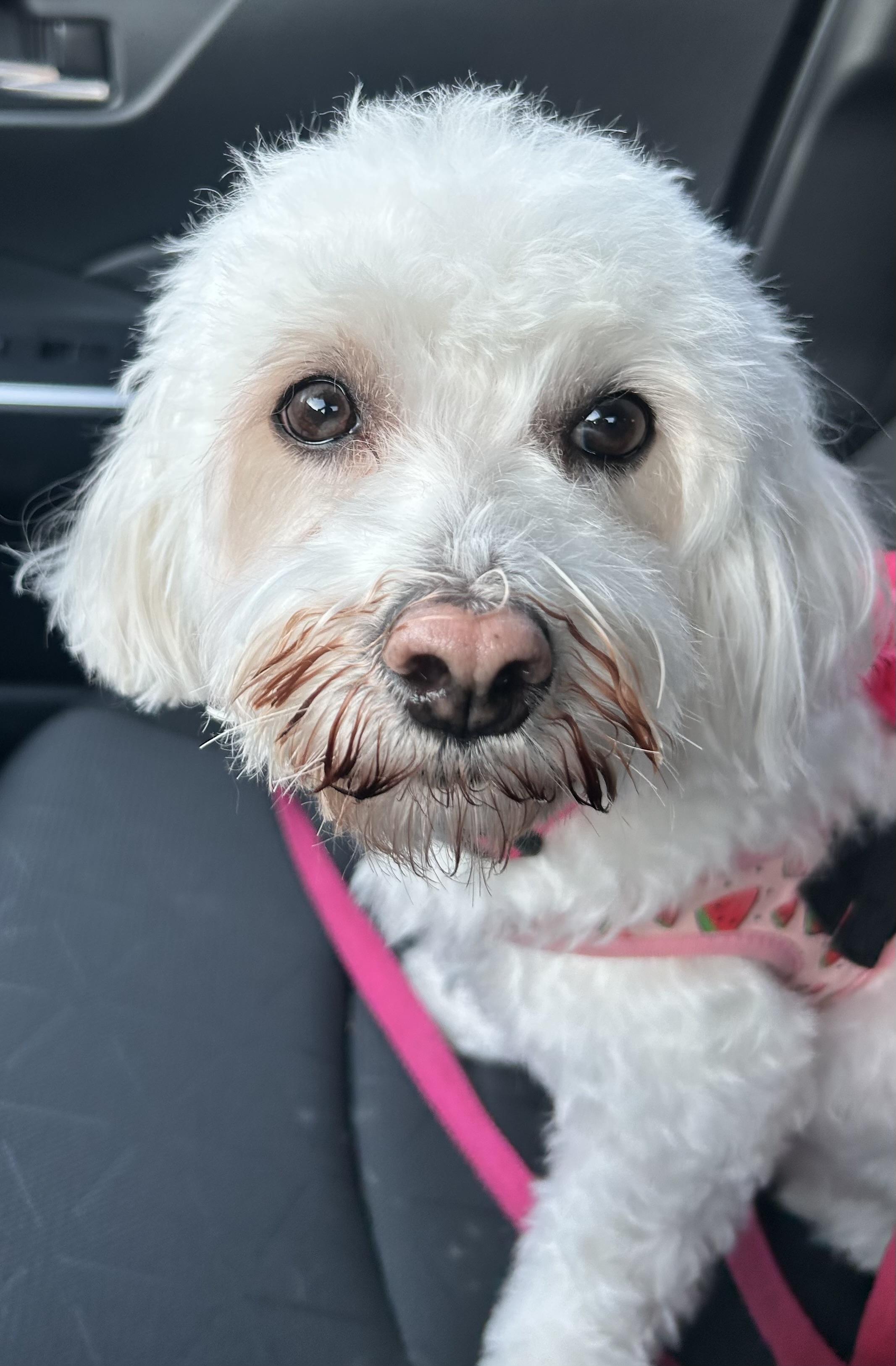 Enlarge BONNIE, a Adoptable mixed breed in Westmont, IL image 1/6