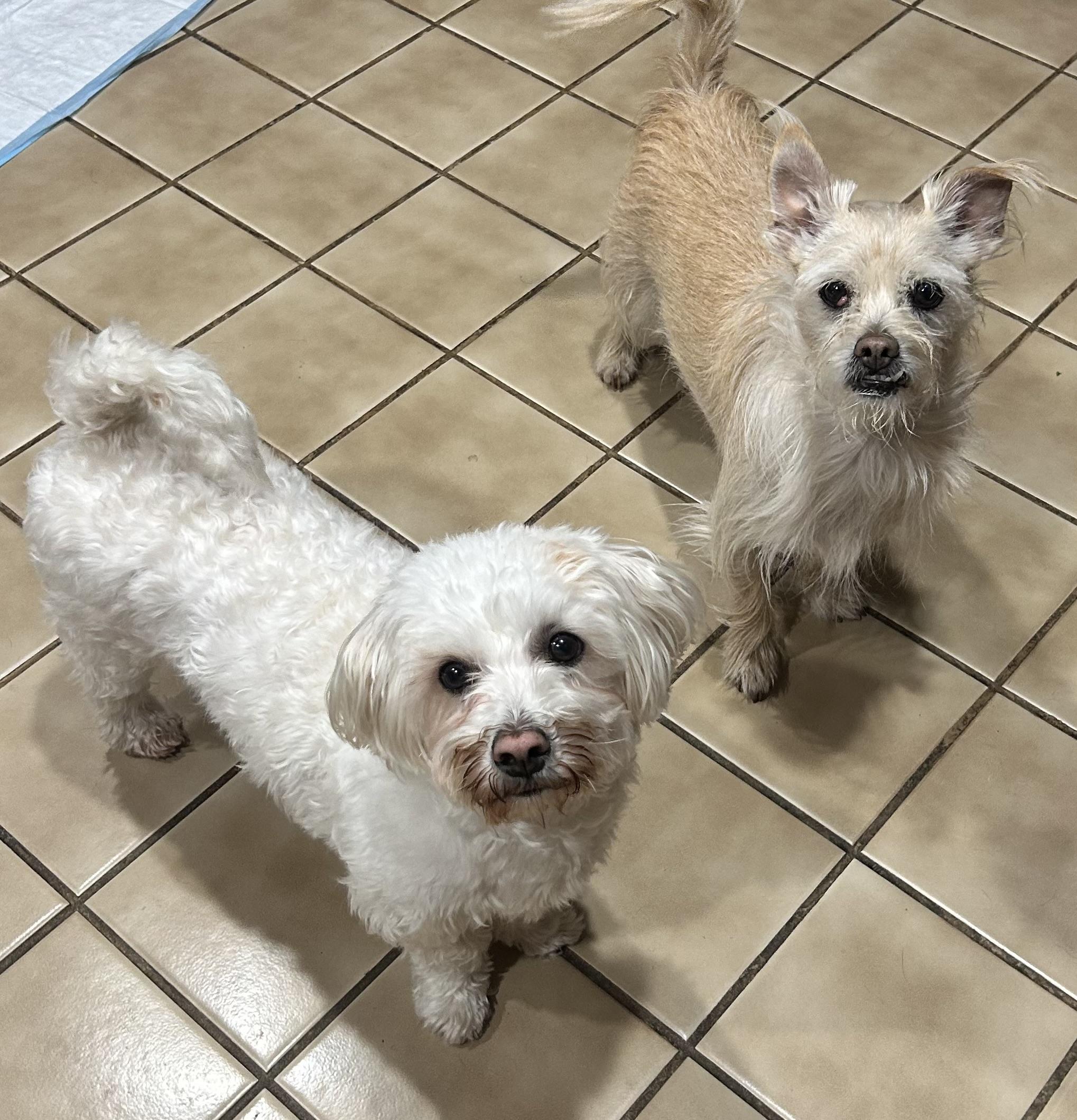 Enlarge BONNIE, a Adoptable mixed breed in Westmont, IL image 3/6