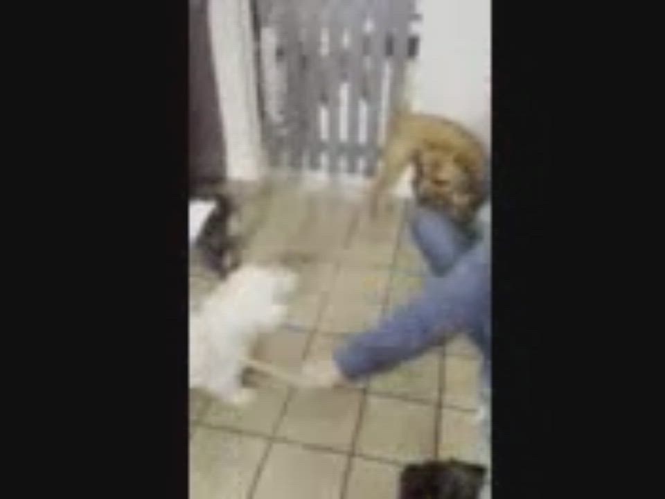 Enlarge BONNIE, a Adoptable mixed breed in Westmont, IL video 6/6