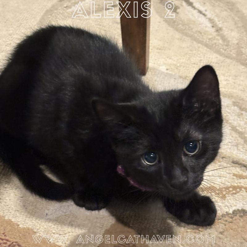 Alexis 2, Adoptable, Kitten Male Domestic Short Hair.