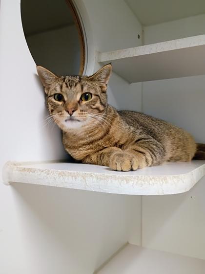 Pippin, Adoptable, Young Male Domestic Short Hair & Domestic Short Hair.