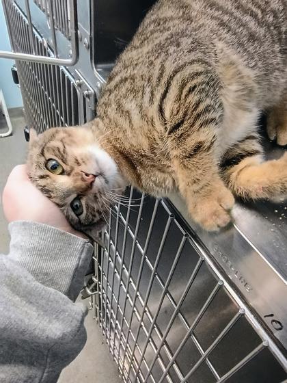 Pippin, Adoptable, Young Male Domestic Short Hair & Domestic Short Hair.