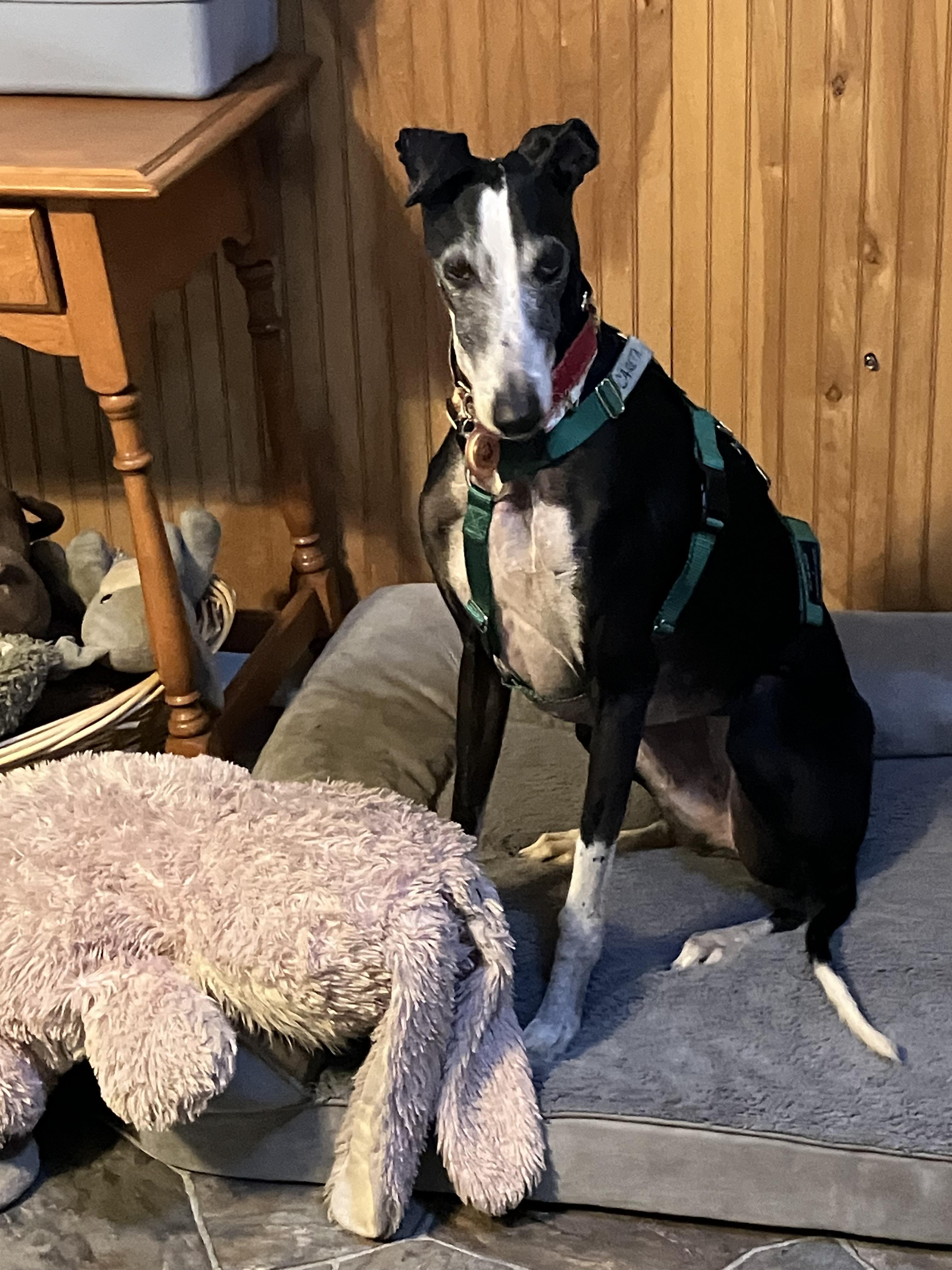 Careta, ADOPTABLE, Adult Female Galgo Spanish Greyhound.
