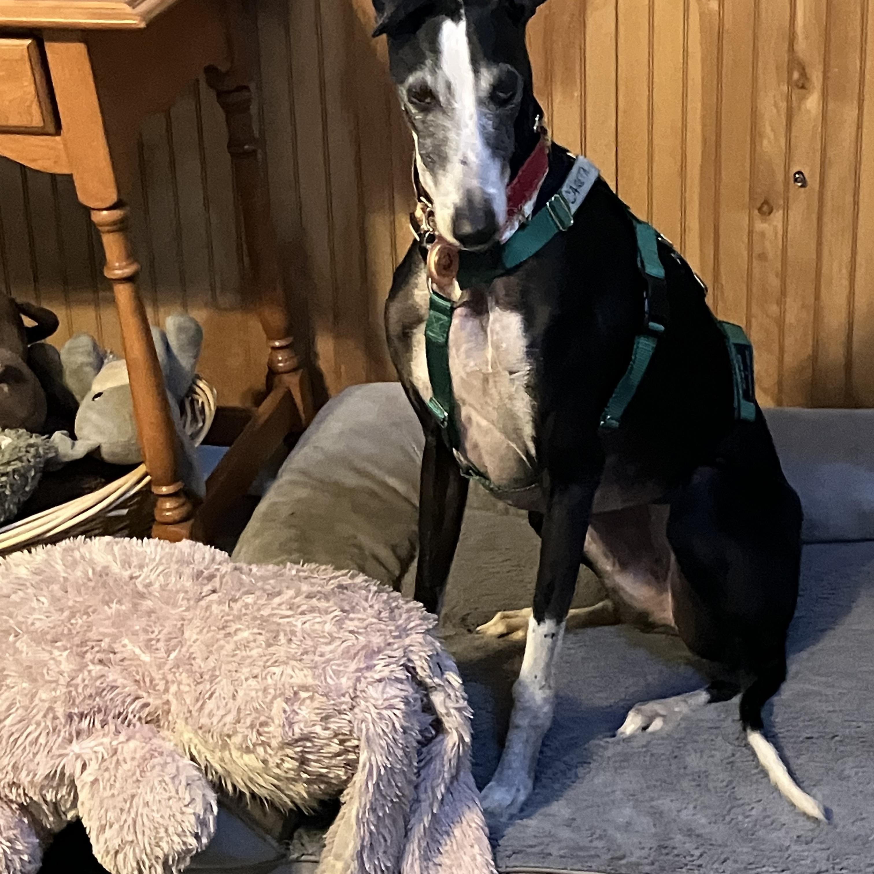 Careta, a ADOPTABLE Galgo Spanish Greyhound in Winter Park, FL image 2/5