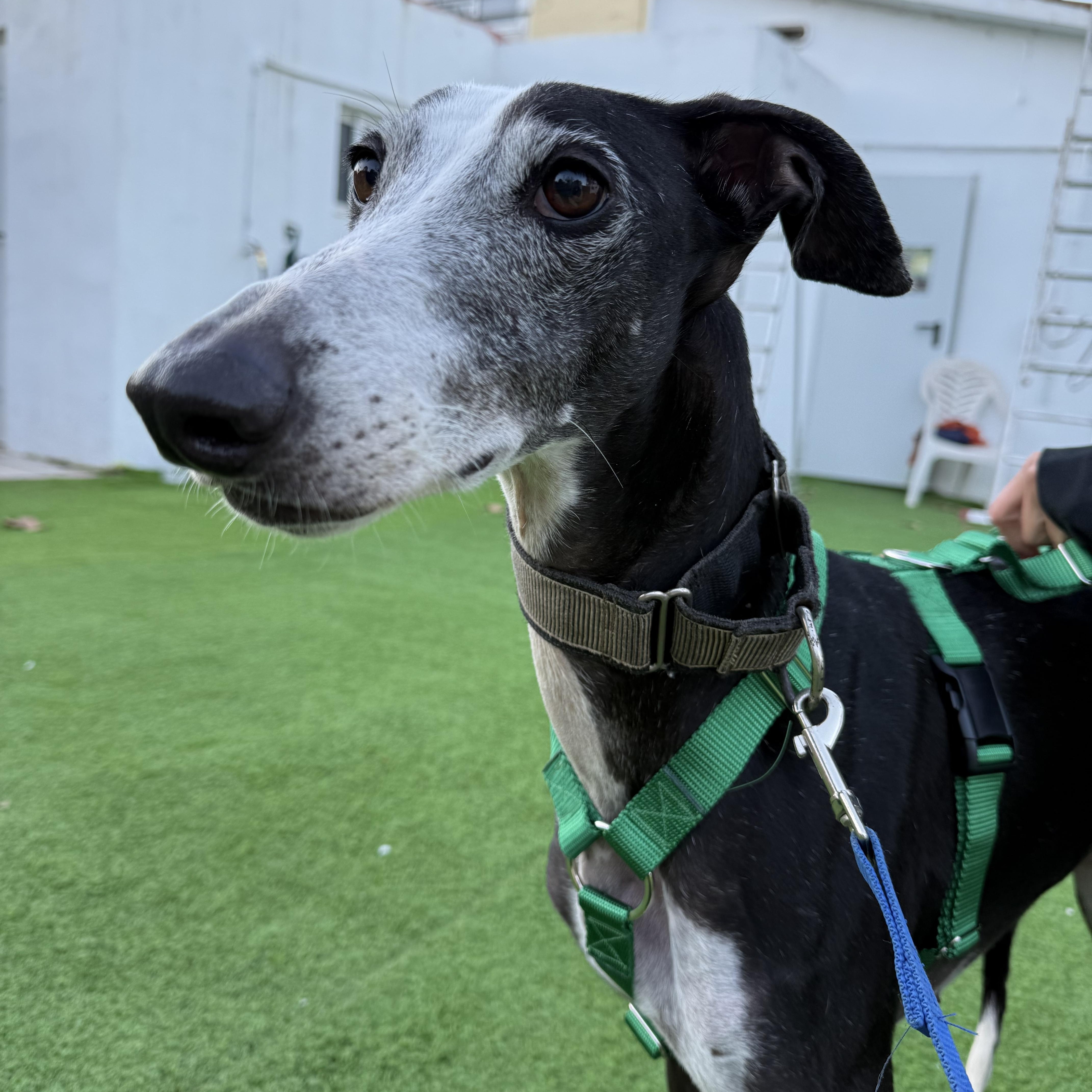 Careta, ADOPTABLE, Adult Female Galgo Spanish Greyhound.