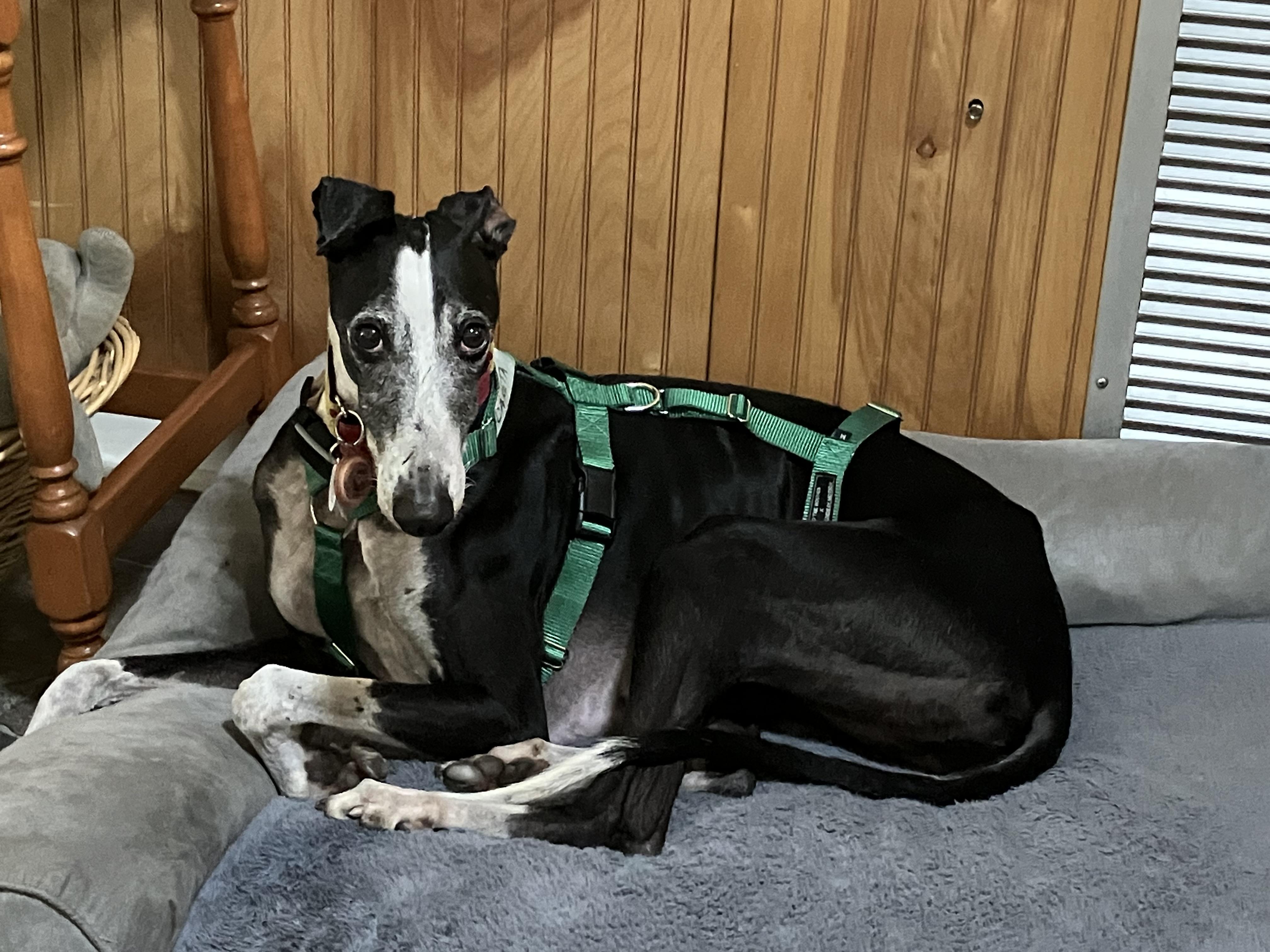 Careta, a ADOPTABLE Galgo Spanish Greyhound in Winter Park, FL image 3/5