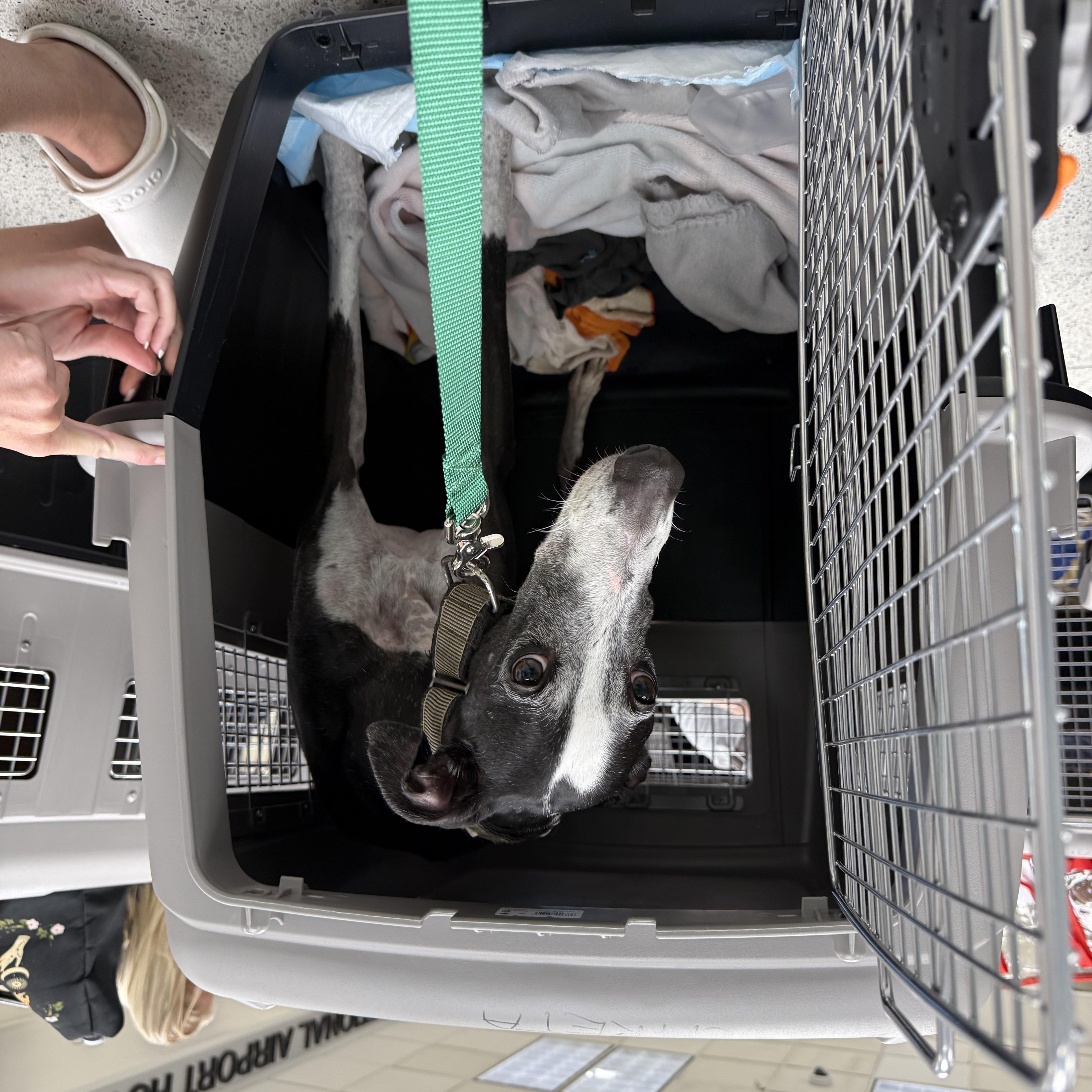 Careta, a ADOPTABLE Galgo Spanish Greyhound in Winter Park, FL image 4/5