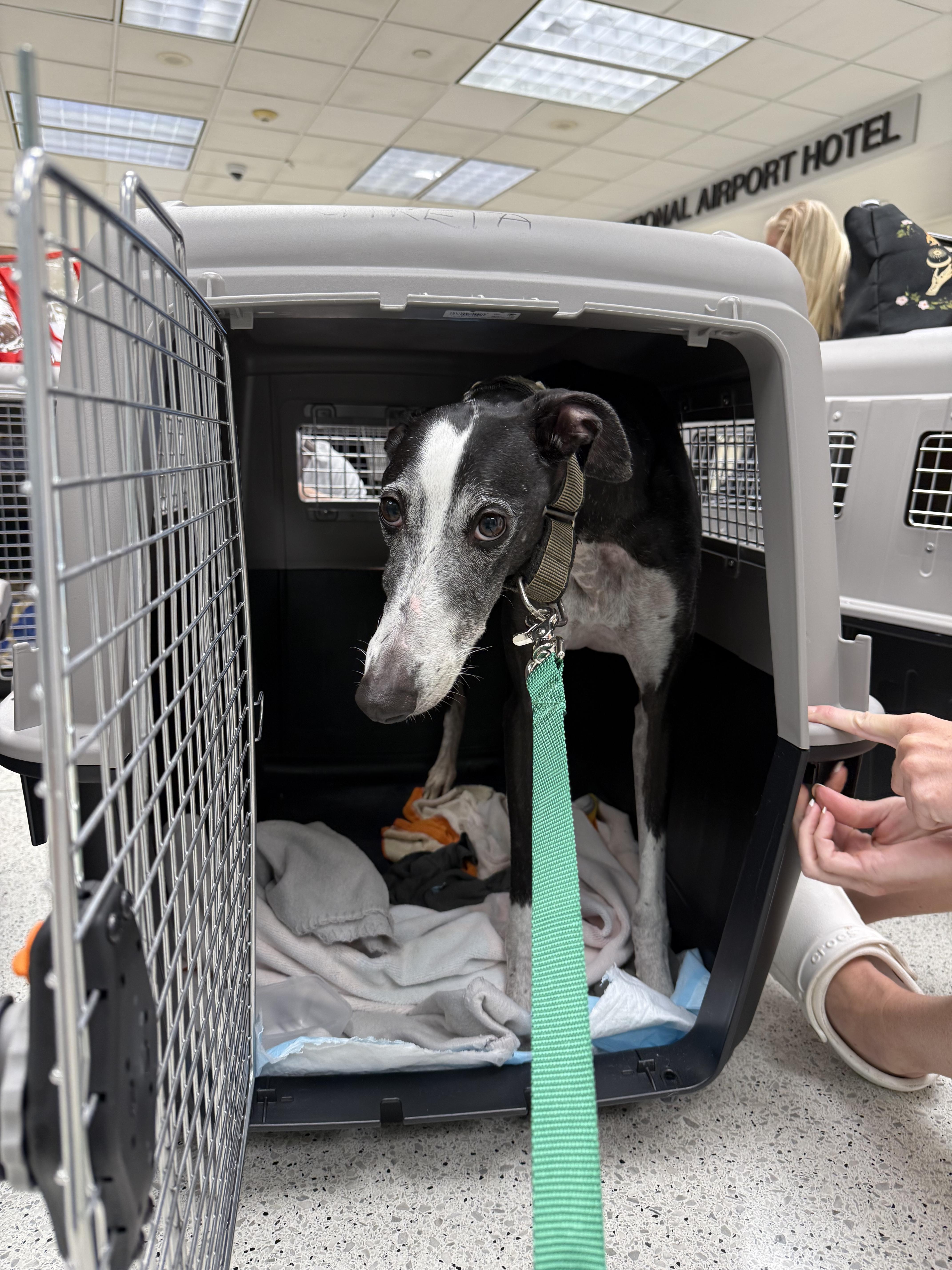Careta, a ADOPTABLE Galgo Spanish Greyhound in Winter Park, FL image 4/5