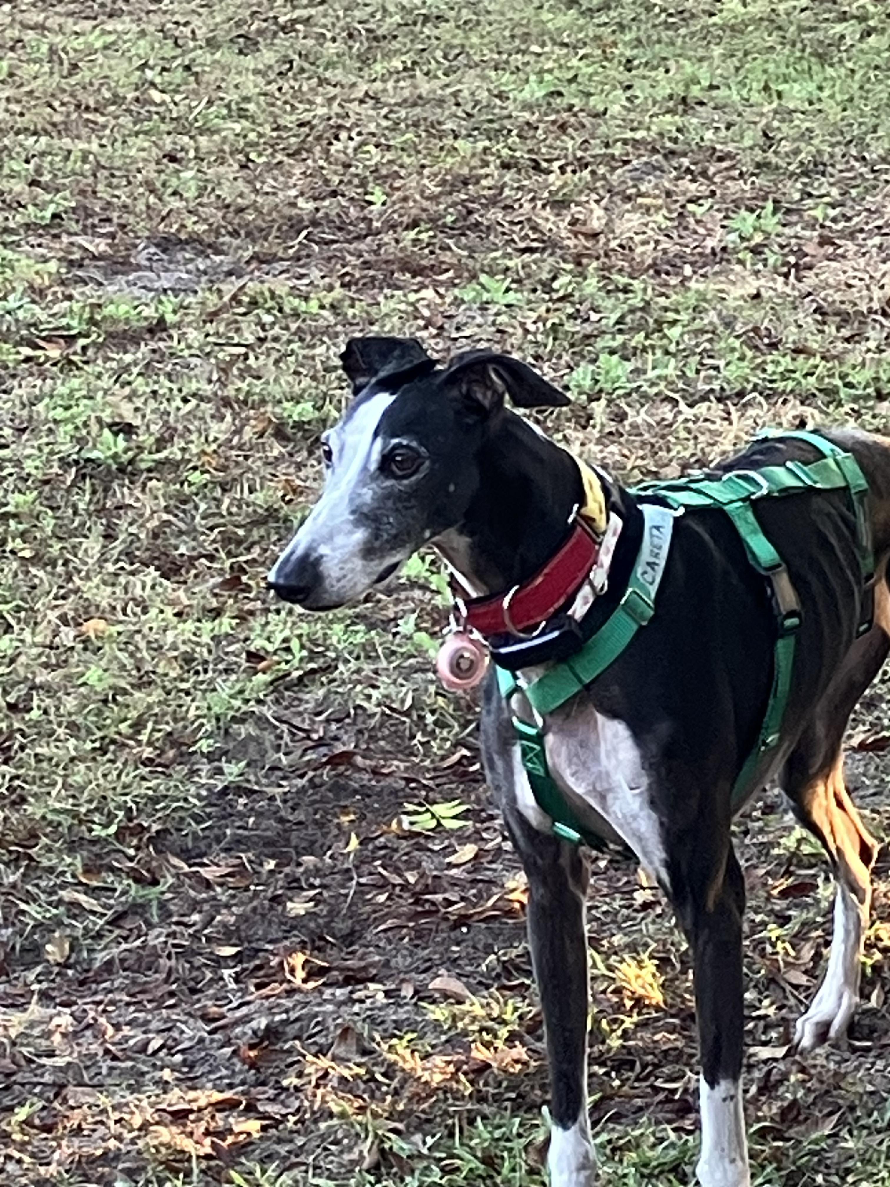 Careta, a ADOPTABLE Galgo Spanish Greyhound in Winter Park, FL image 5/5