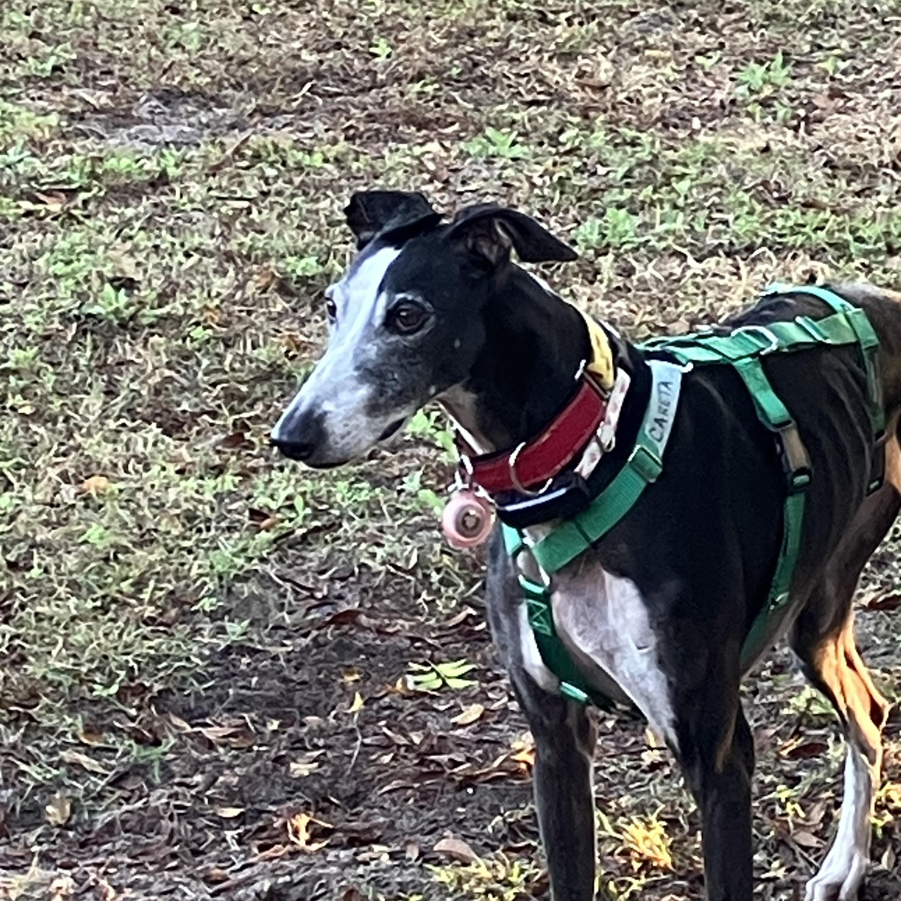 Careta, a ADOPTABLE Galgo Spanish Greyhound in Winter Park, FL image 5/5
