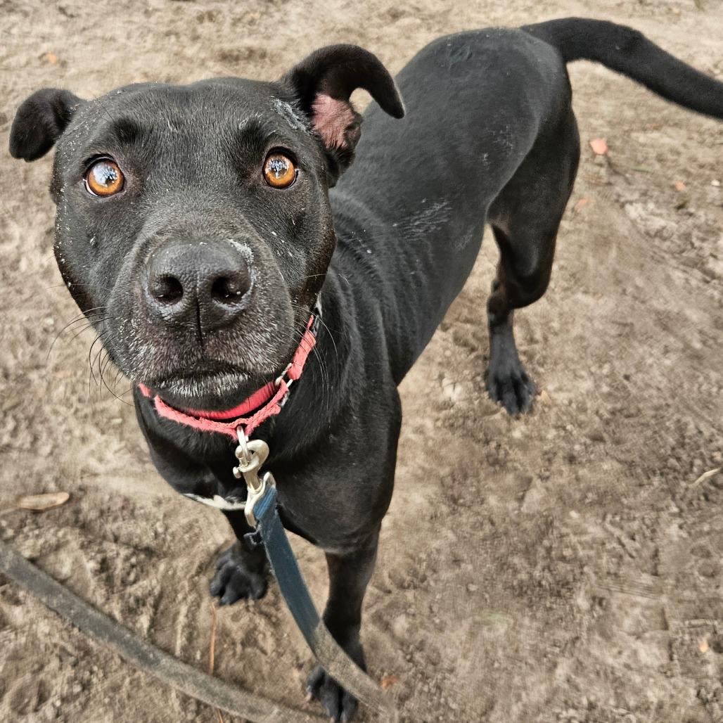 Enlarge Serge, a Adoptable Mixed Breed in Lake Panasoffkee, FL image 1/6