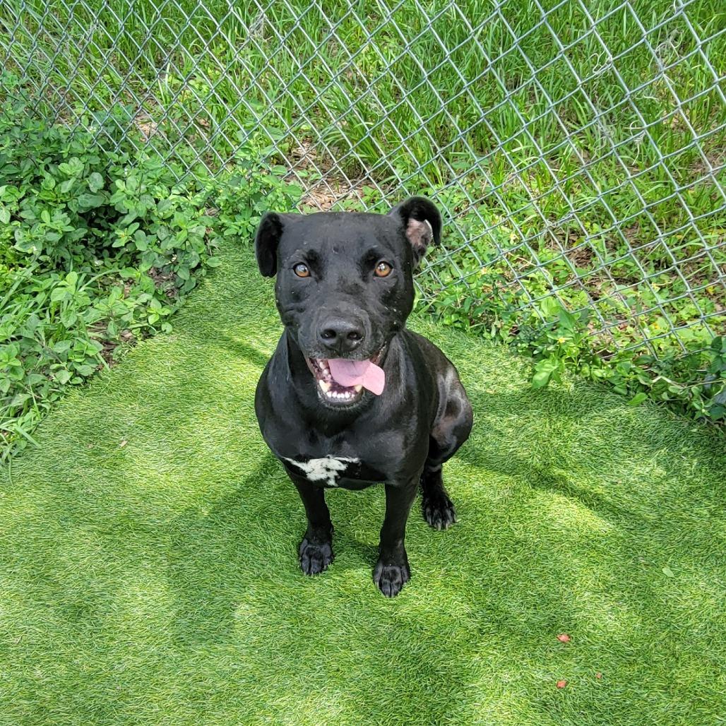 Serge, Adoptable, Adult Male Mixed Breed.