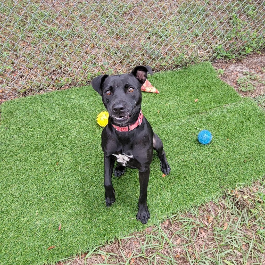 Enlarge Serge, a Adoptable Mixed Breed in Lake Panasoffkee, FL image 4/6