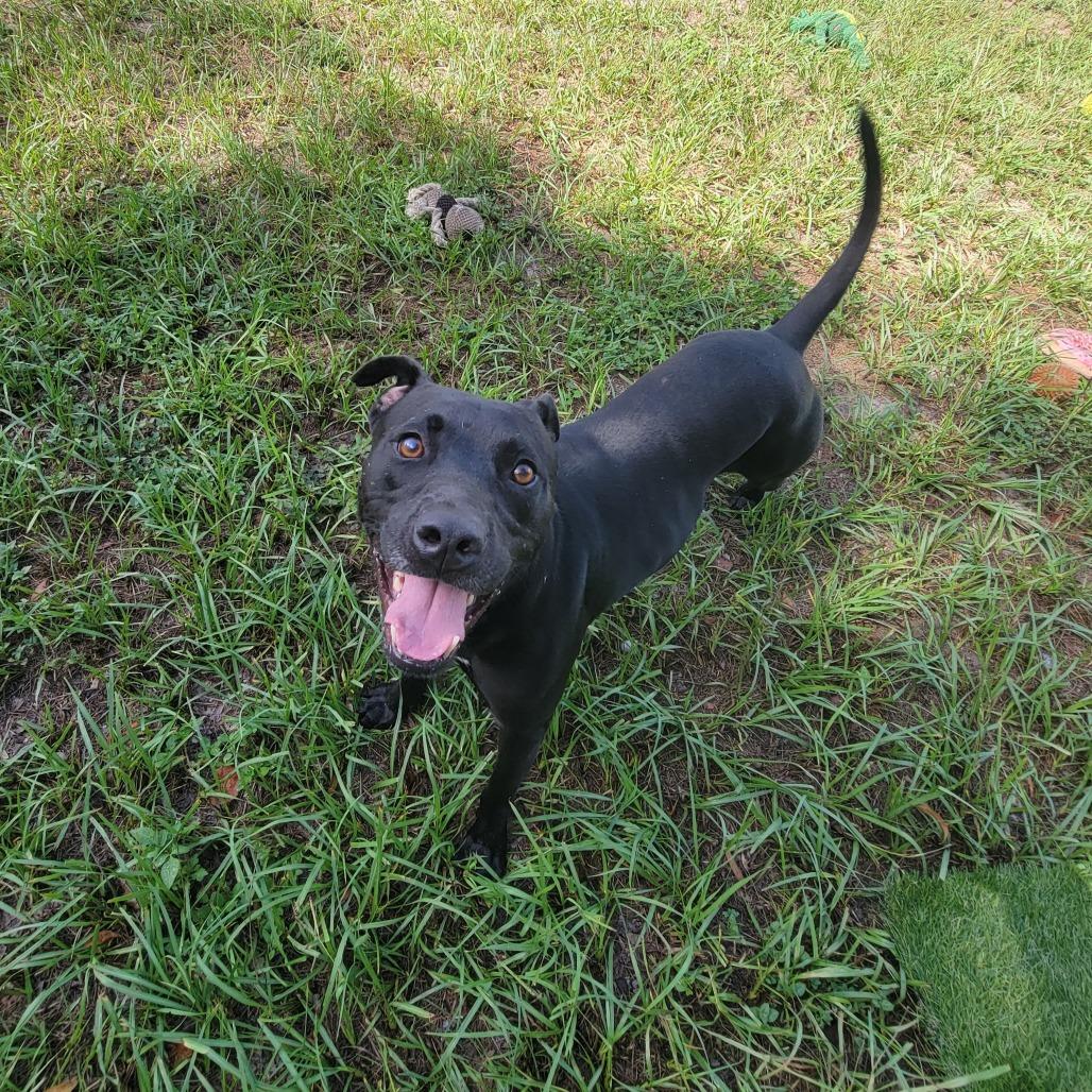 Enlarge Serge, a Adoptable Mixed Breed in Lake Panasoffkee, FL image 5/6