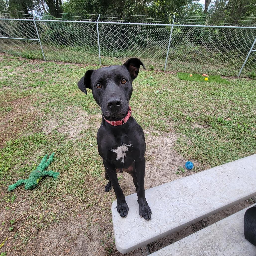 Enlarge Serge, a Adoptable Mixed Breed in Lake Panasoffkee, FL image 6/6
