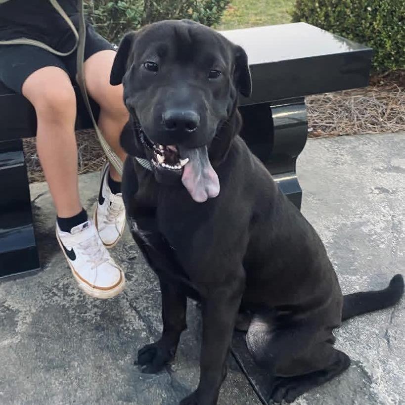 Burrow, Adoptable, Young Male Shar-Pei.