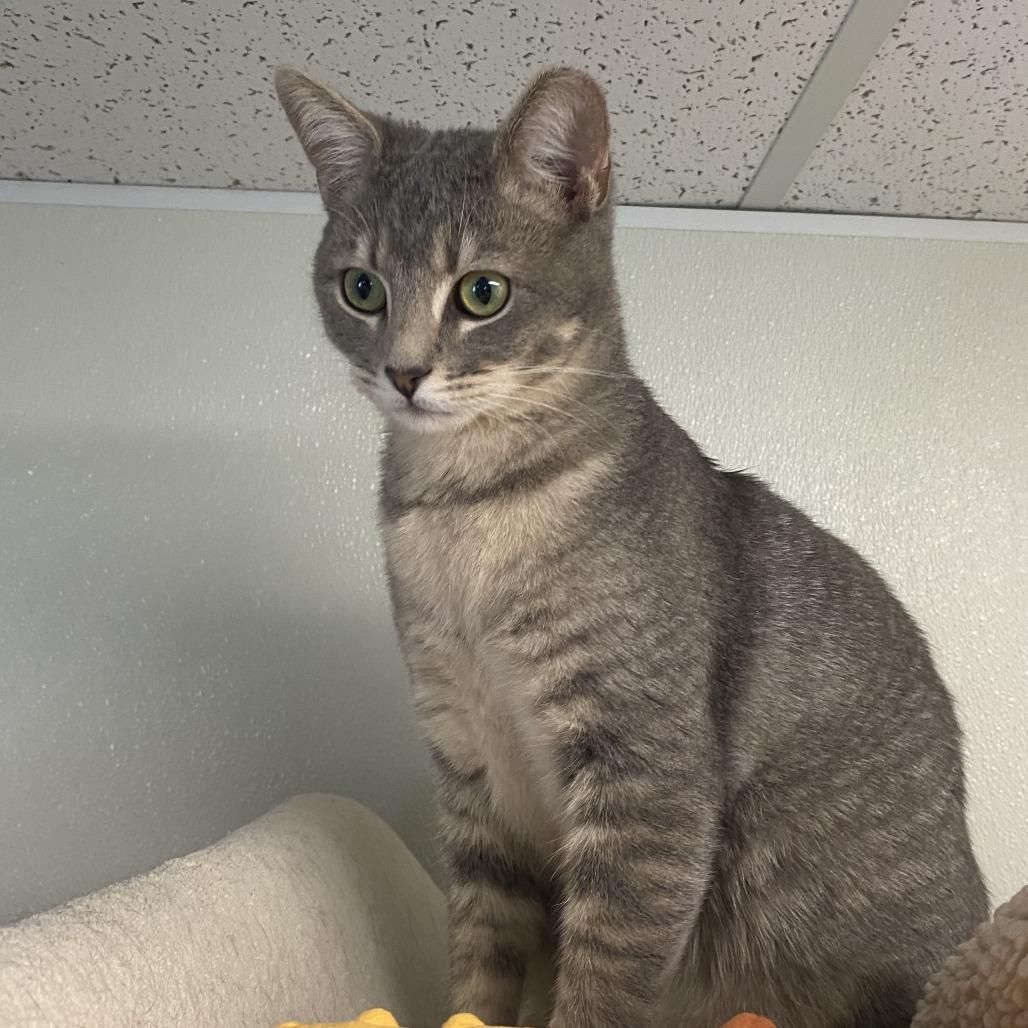 Enlarge Groot, a Adoptable Domestic Short Hair in Fletcher, NC image 2/5