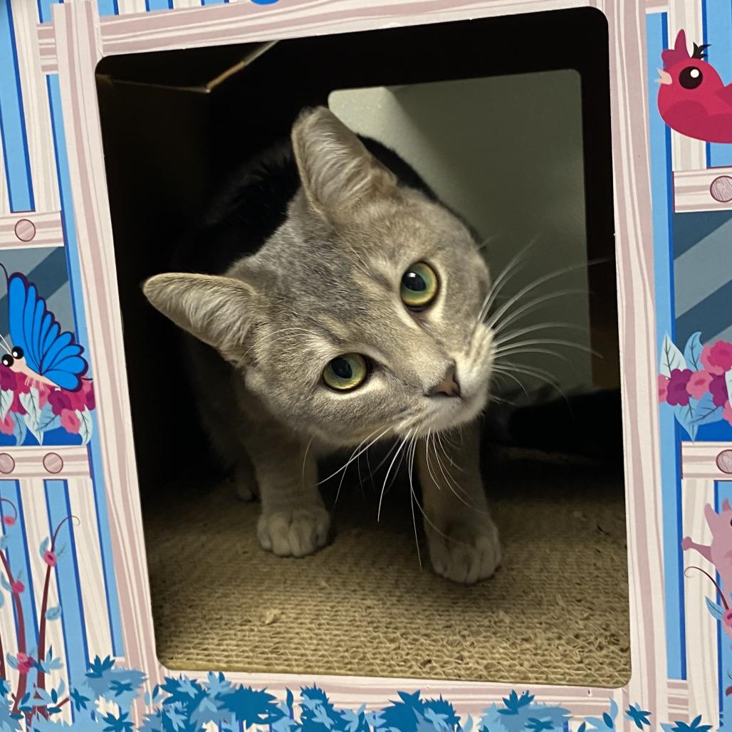 Enlarge Groot, a Adoptable Domestic Short Hair in Fletcher, NC image 3/5