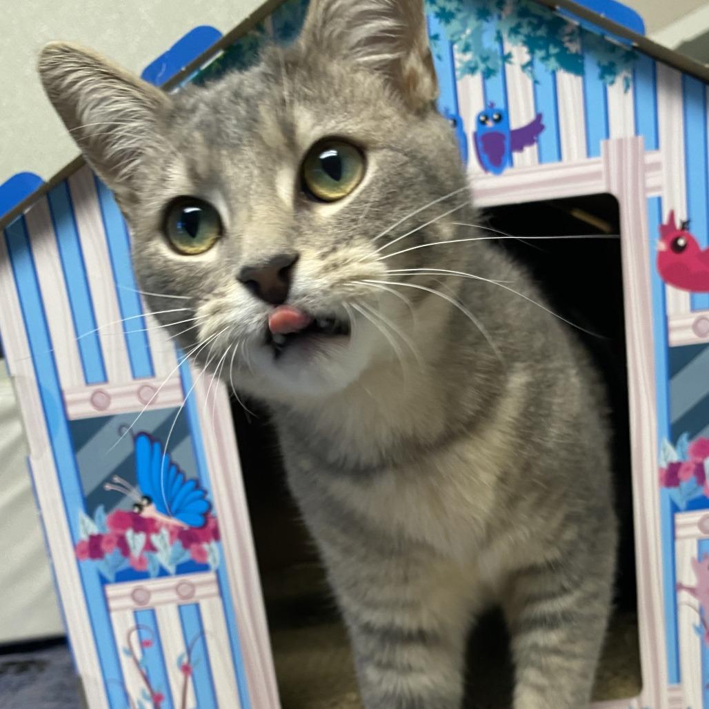 Enlarge Groot, a Adoptable Domestic Short Hair in Fletcher, NC image 4/5