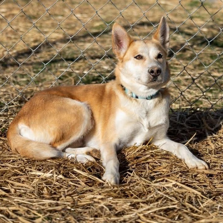 Enlarge Pumpkin Spice, a ADOPTABLE mixed breed in Seymour, CT image 4/5