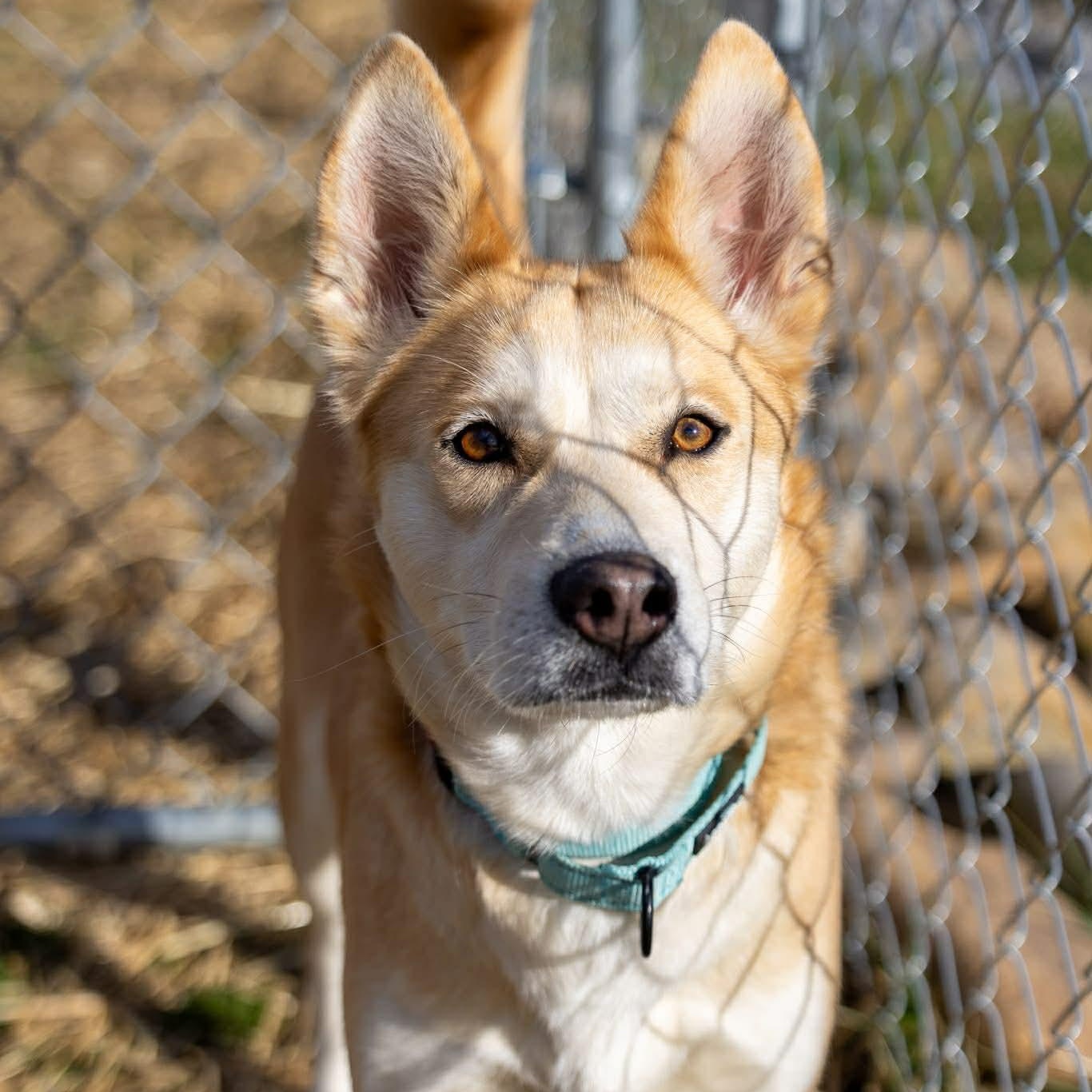 Enlarge Pumpkin Spice, a ADOPTABLE mixed breed in Seymour, CT image 2/5