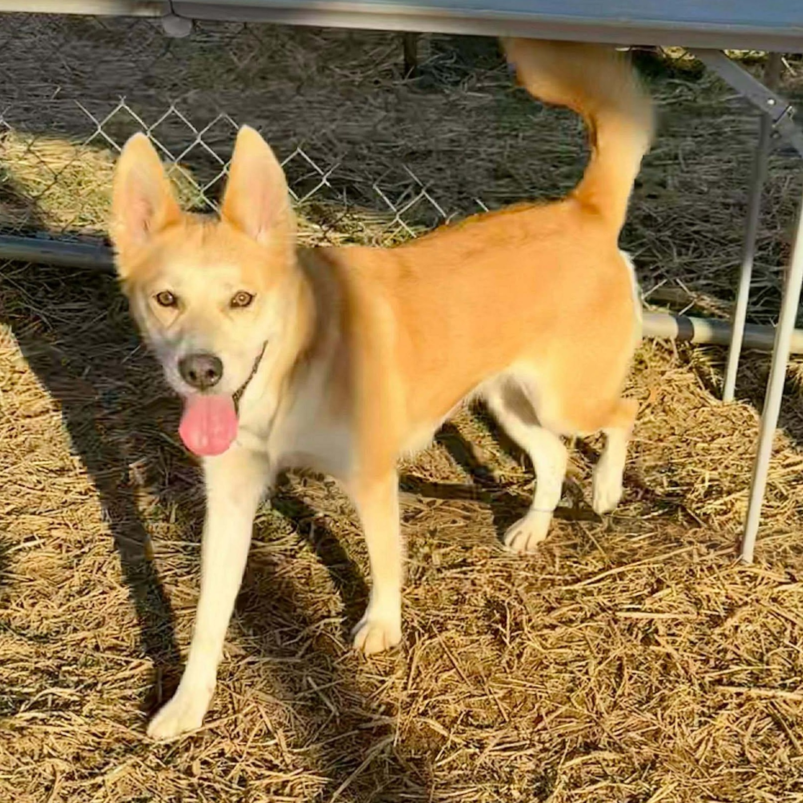 Enlarge Pumpkin Spice, a ADOPTABLE mixed breed in Seymour, CT image 1/5