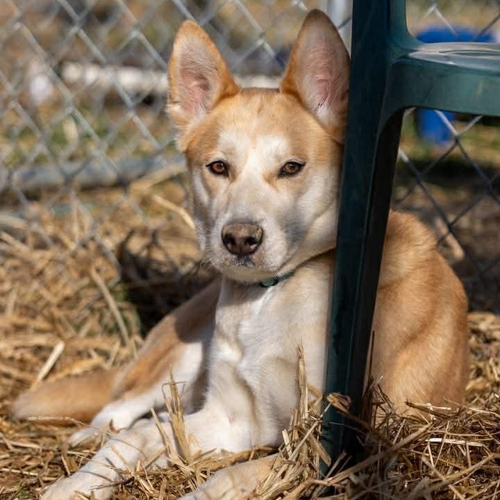 Enlarge Pumpkin Spice, a ADOPTABLE mixed breed in Seymour, CT image 3/5