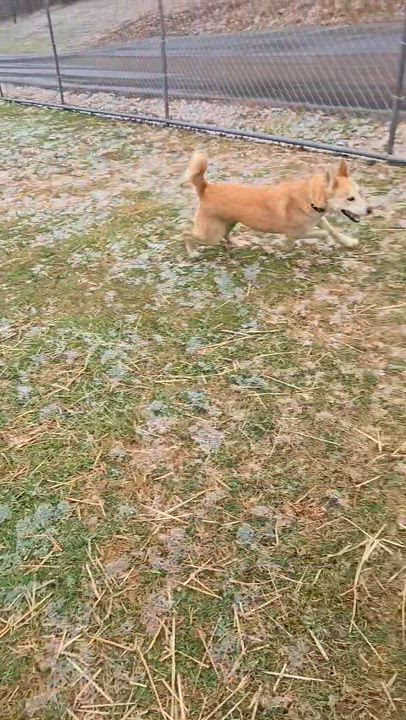 Enlarge Pumpkin Spice, a ADOPTABLE mixed breed in Seymour, CT video 5/5