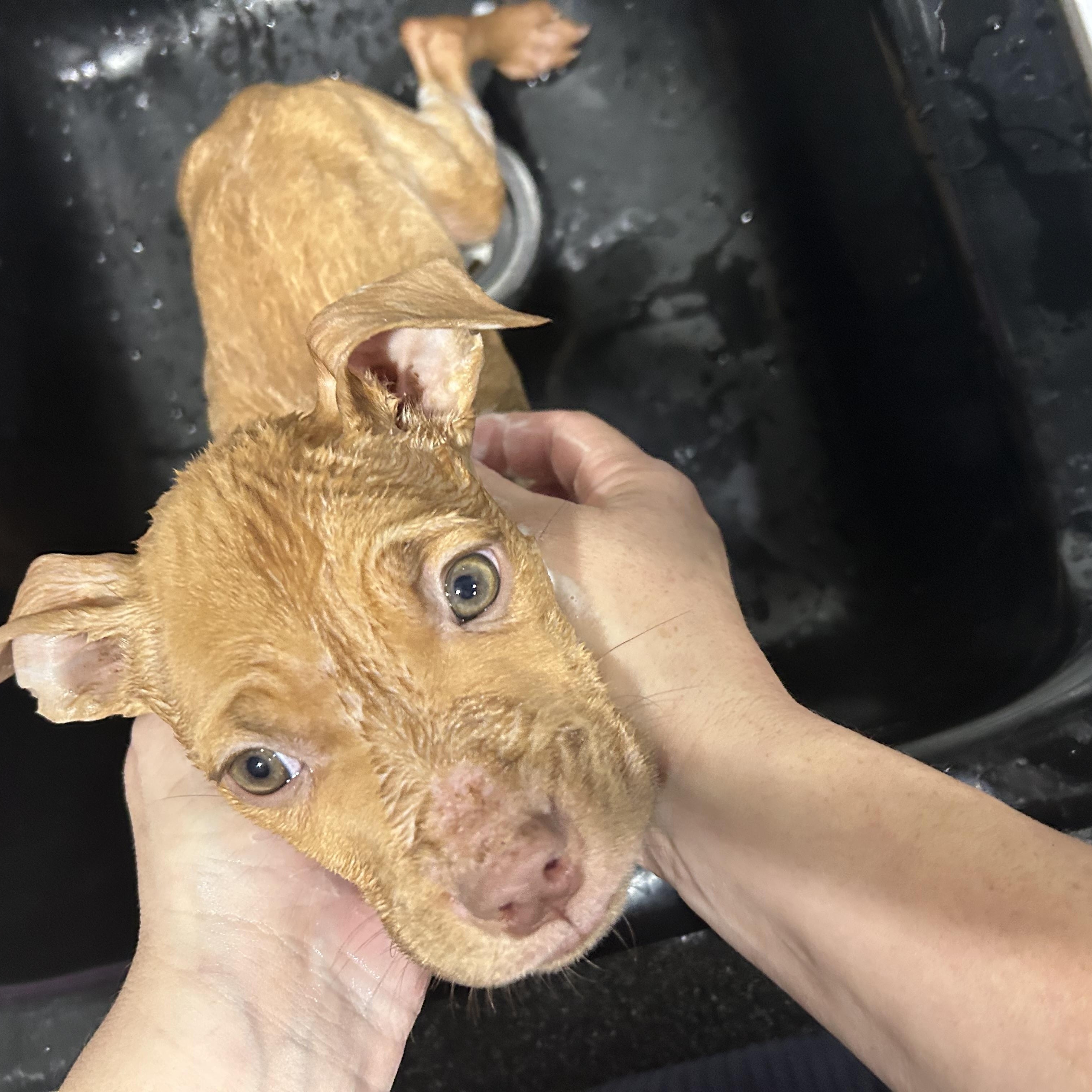 Enlarge Menie, a Adoptable mixed breed in Brownstown, IN image 2/2