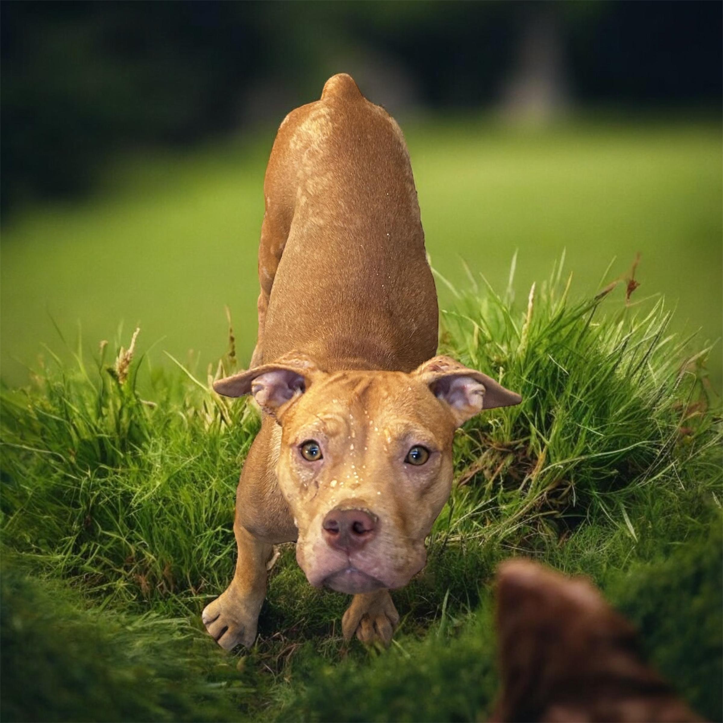 Enlarge Menie, a Adoptable mixed breed in Brownstown, IN image 1/2