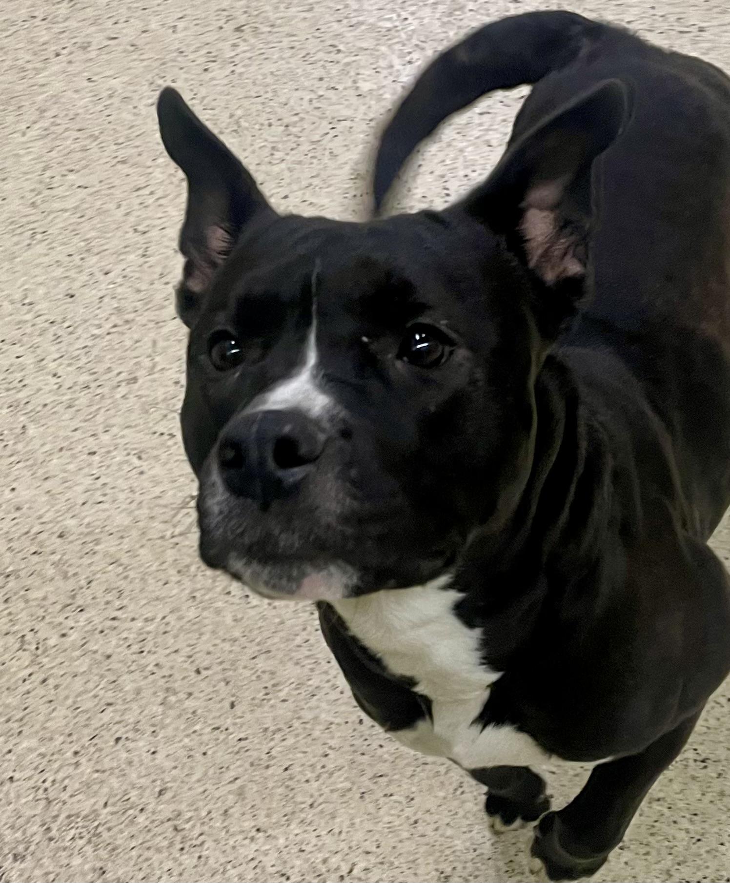 Enlarge Peaches, an adoptable Terrier in Muncie, IN image 3/3