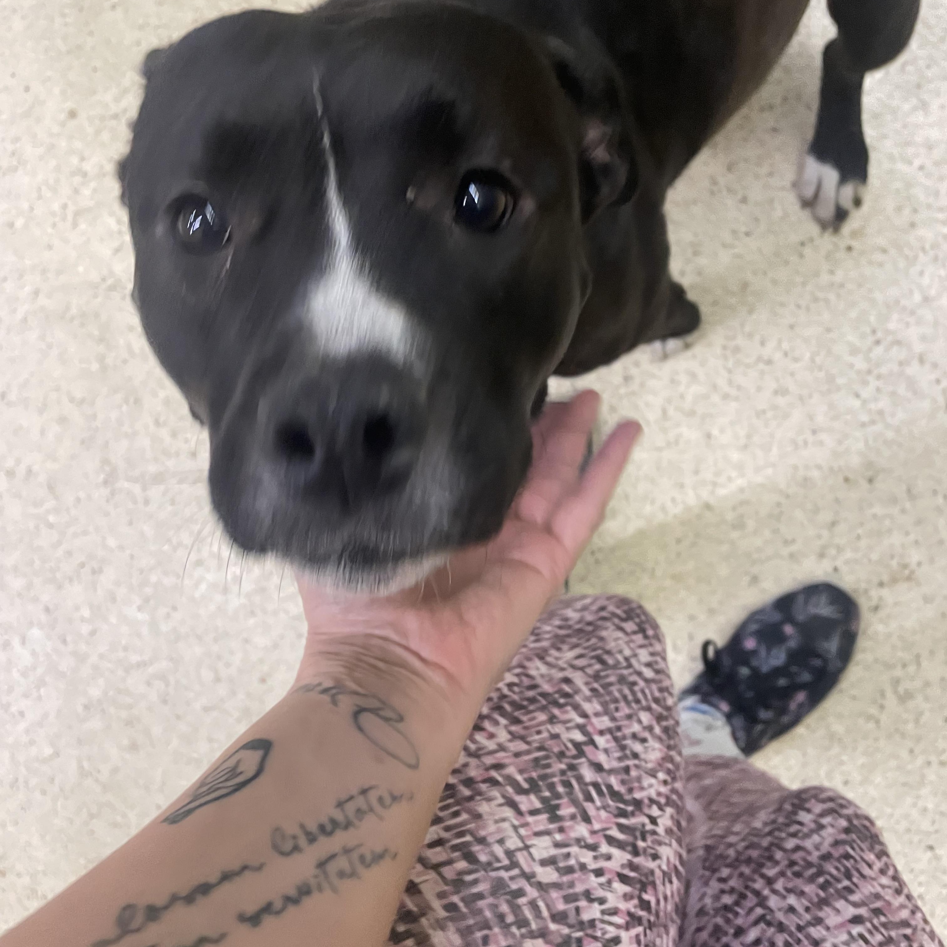 Enlarge Peaches, an adoptable Terrier in Muncie, IN image 2/3